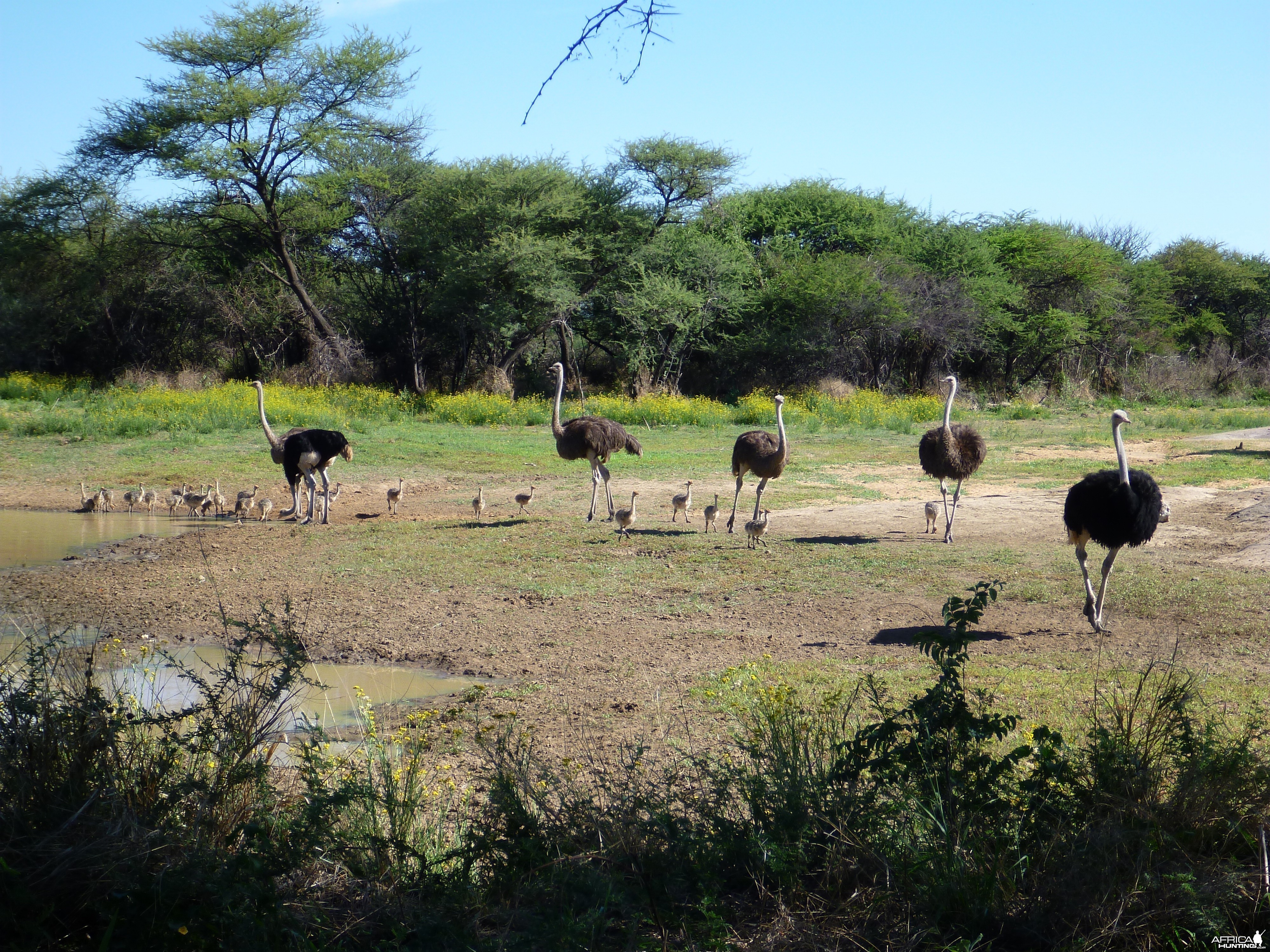 Ostrich Namibia