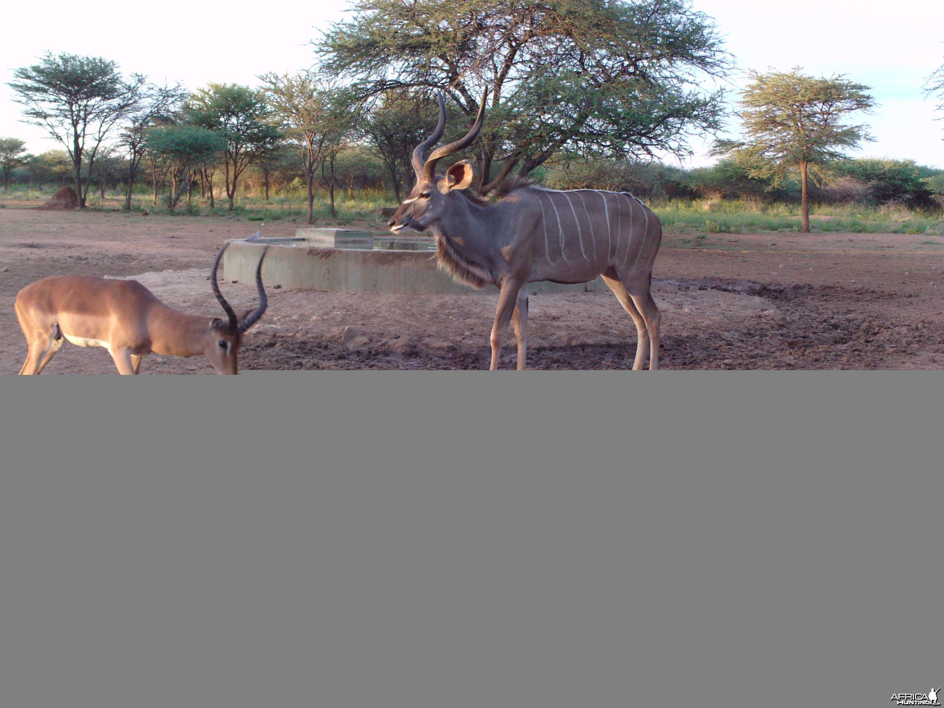 Greater Kudu Trail Camera Namibia