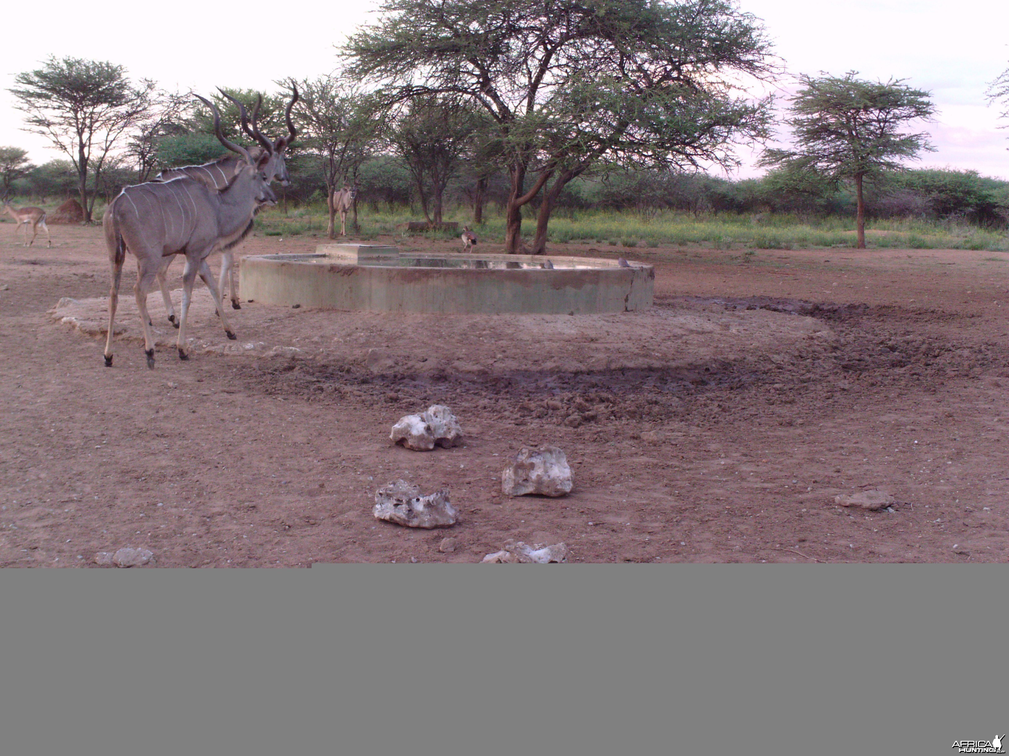 Greater Kudu Trail Camera Namibia