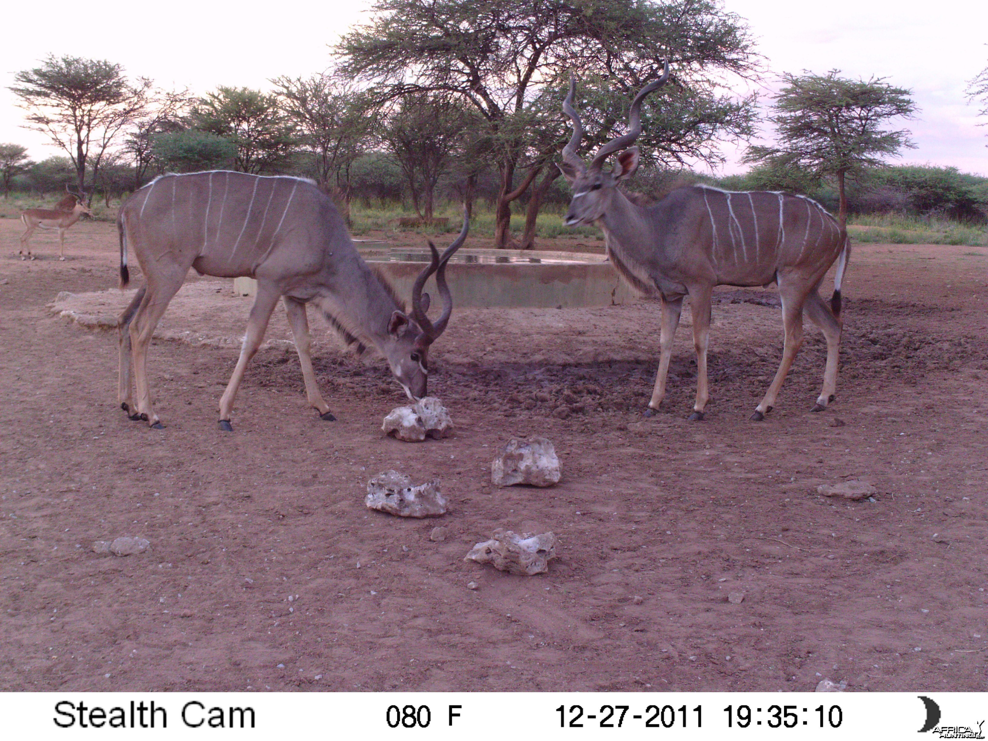 Greater Kudu Trail Camera Namibia