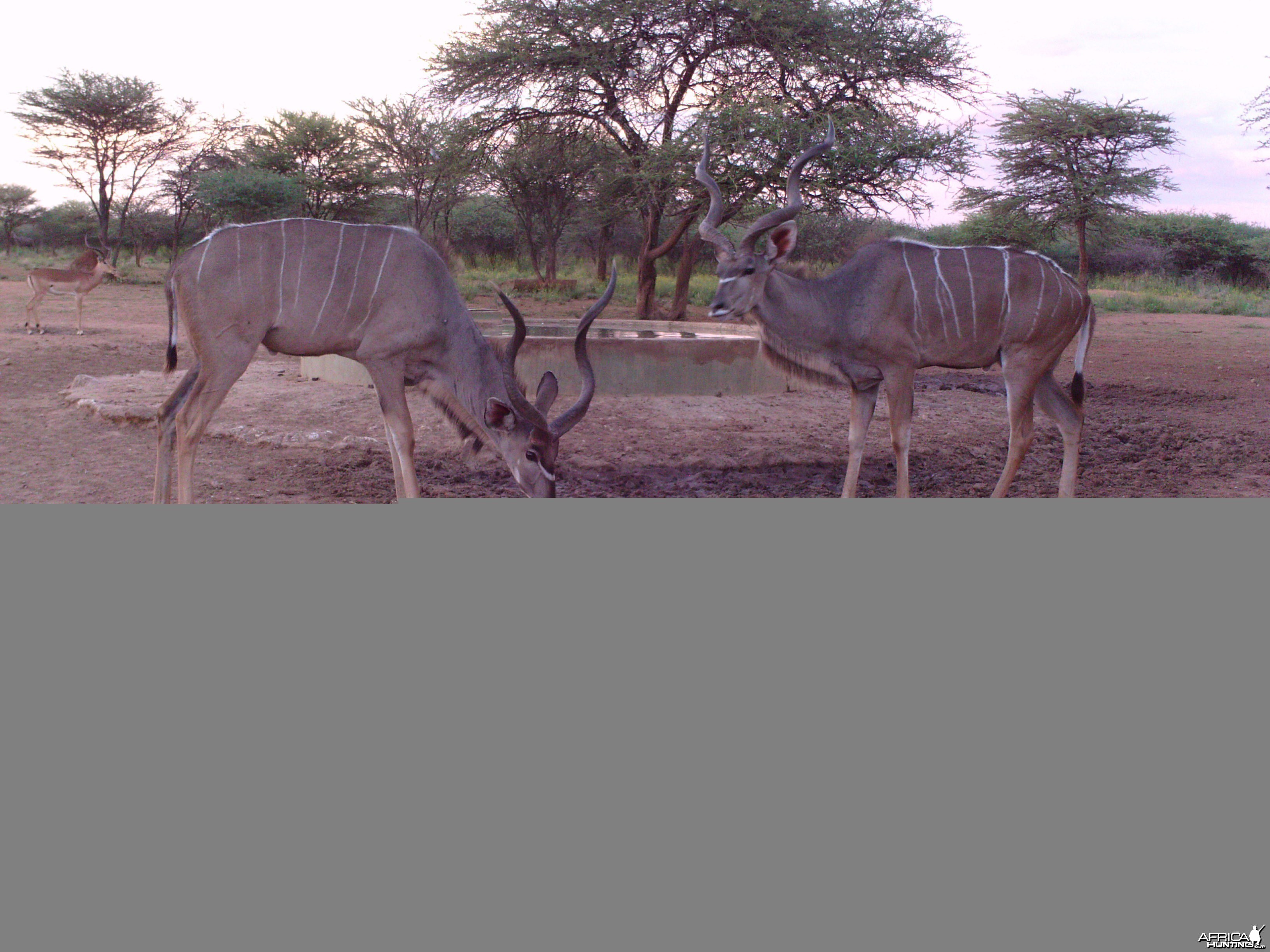 Greater Kudu Trail Camera Namibia