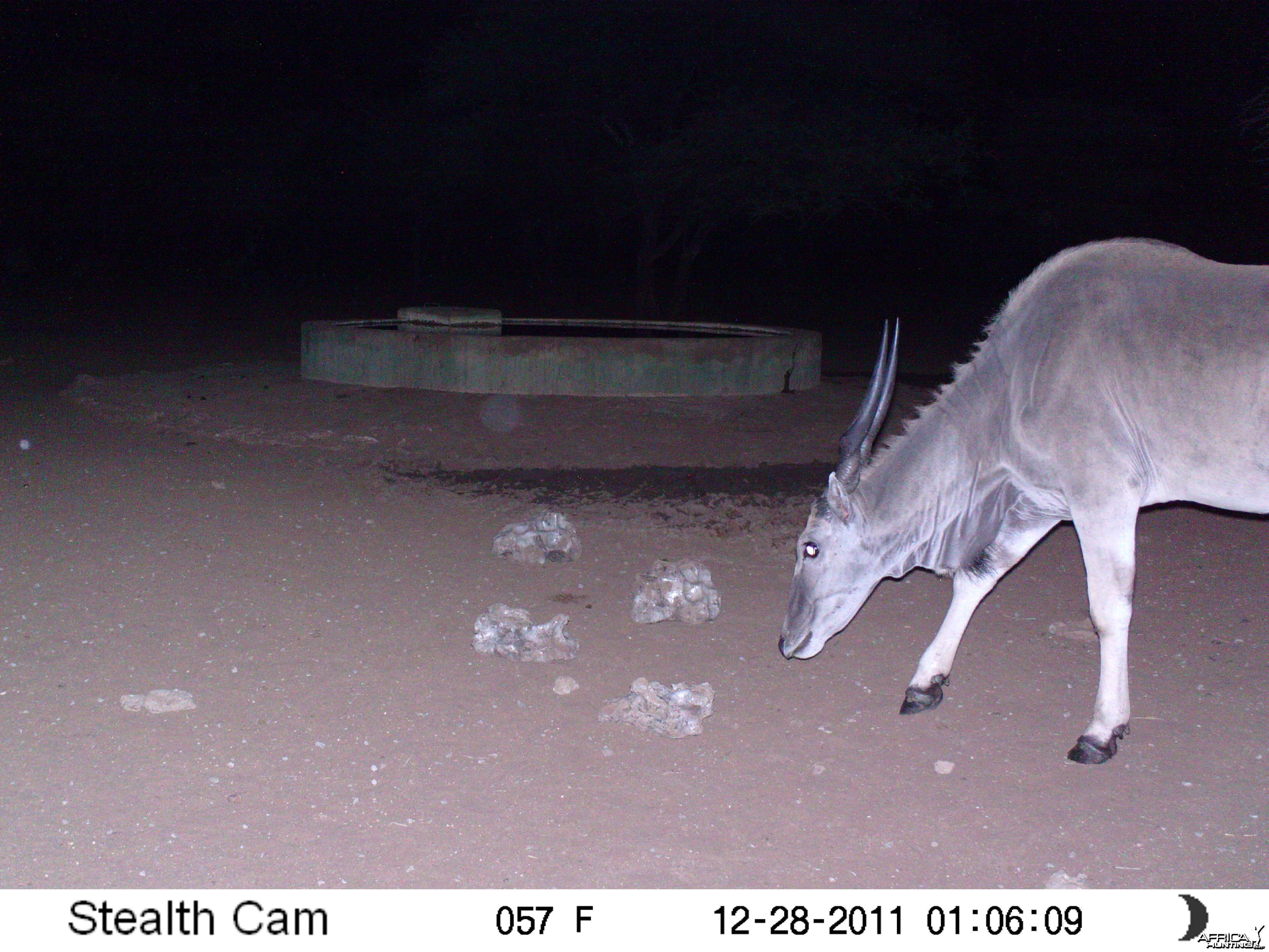 Eland Trail Camera Namibia