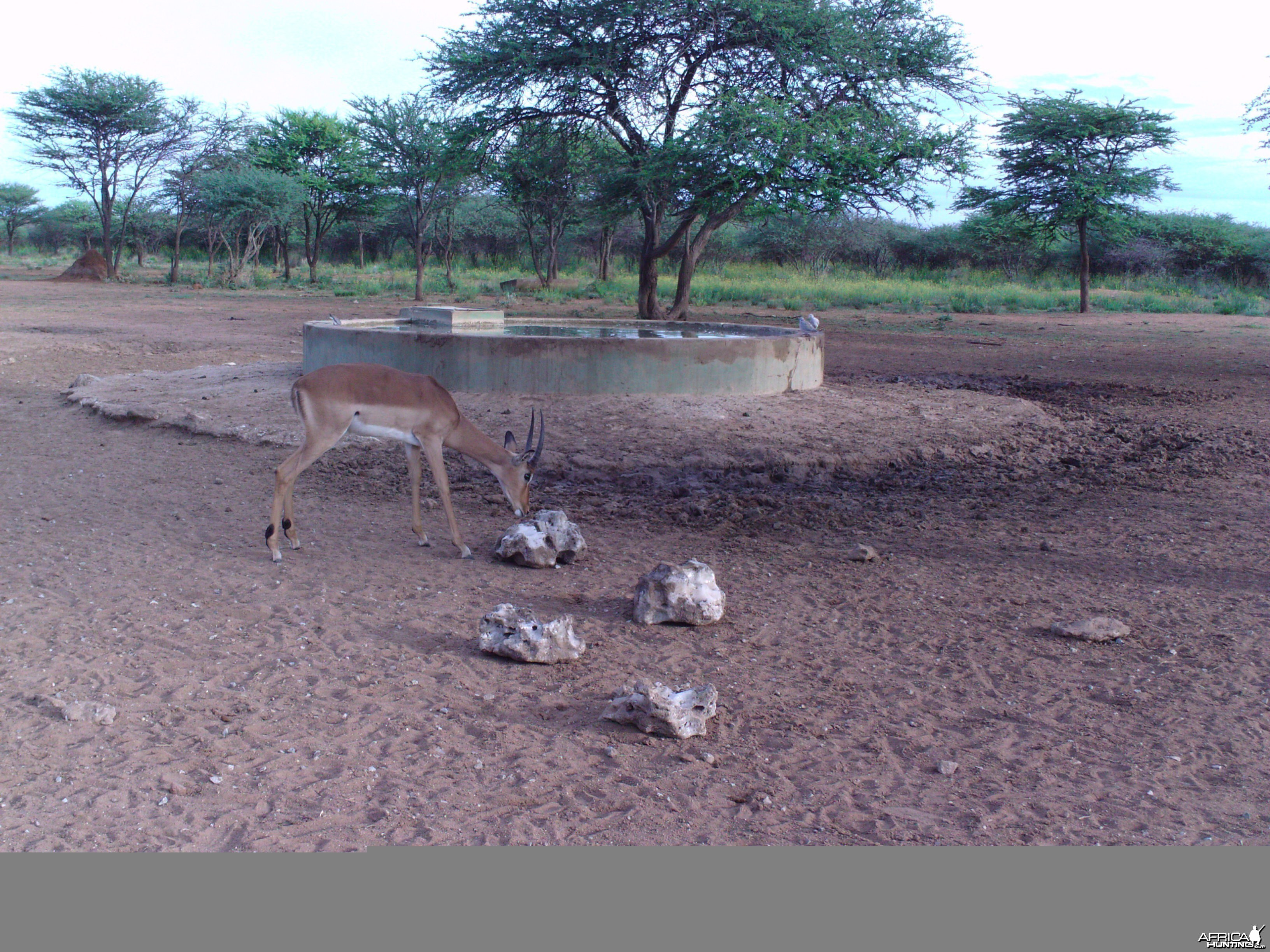 Trail Camera Namibia