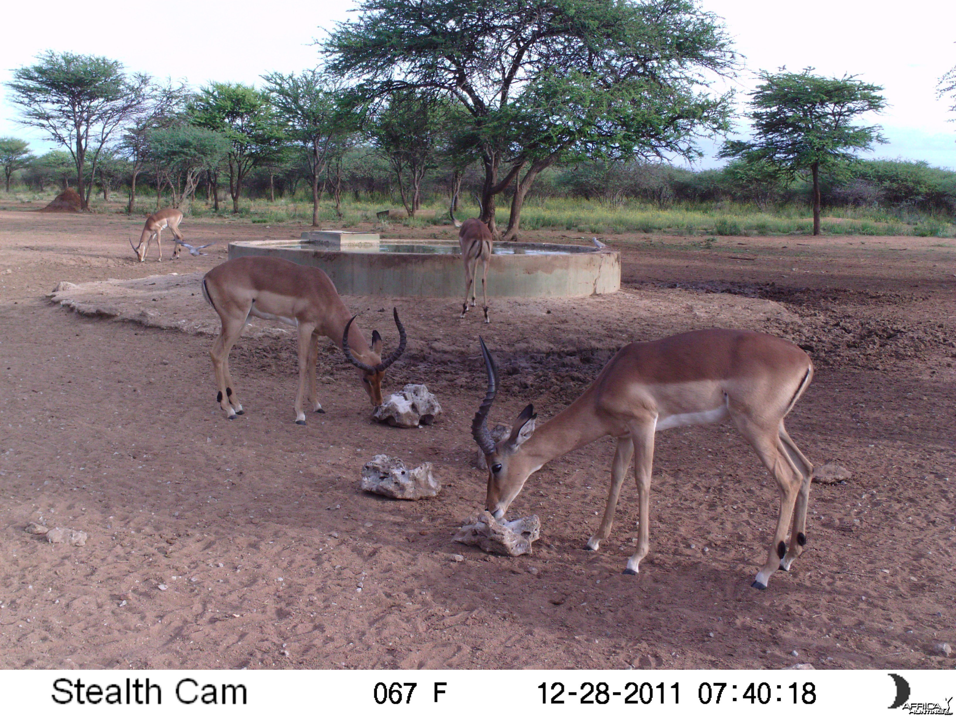 Trail Camera Namibia