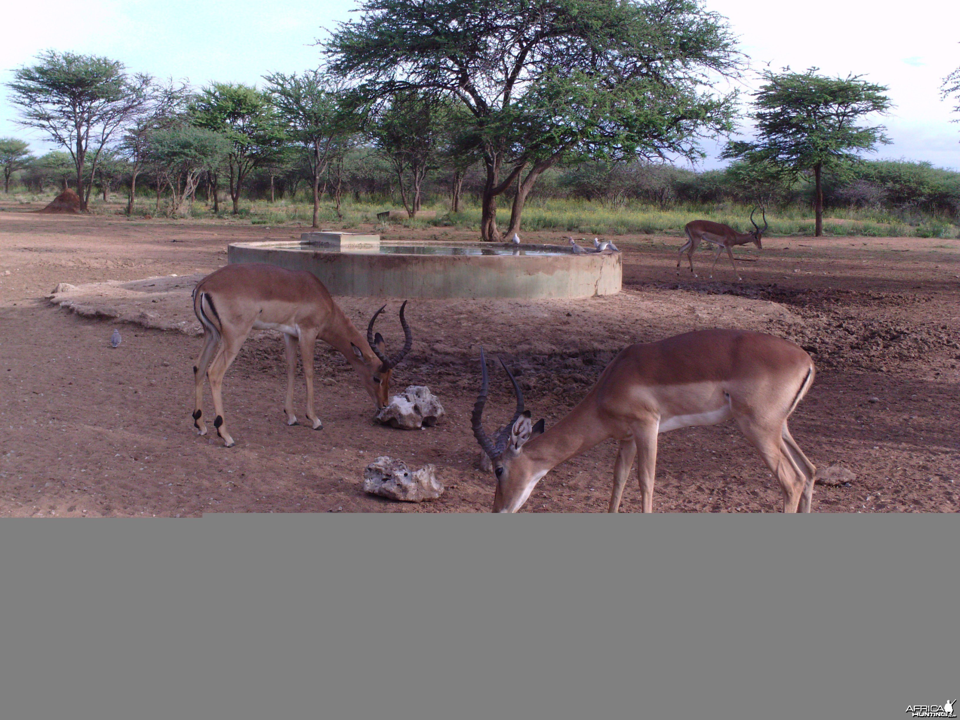 Trail Camera Namibia