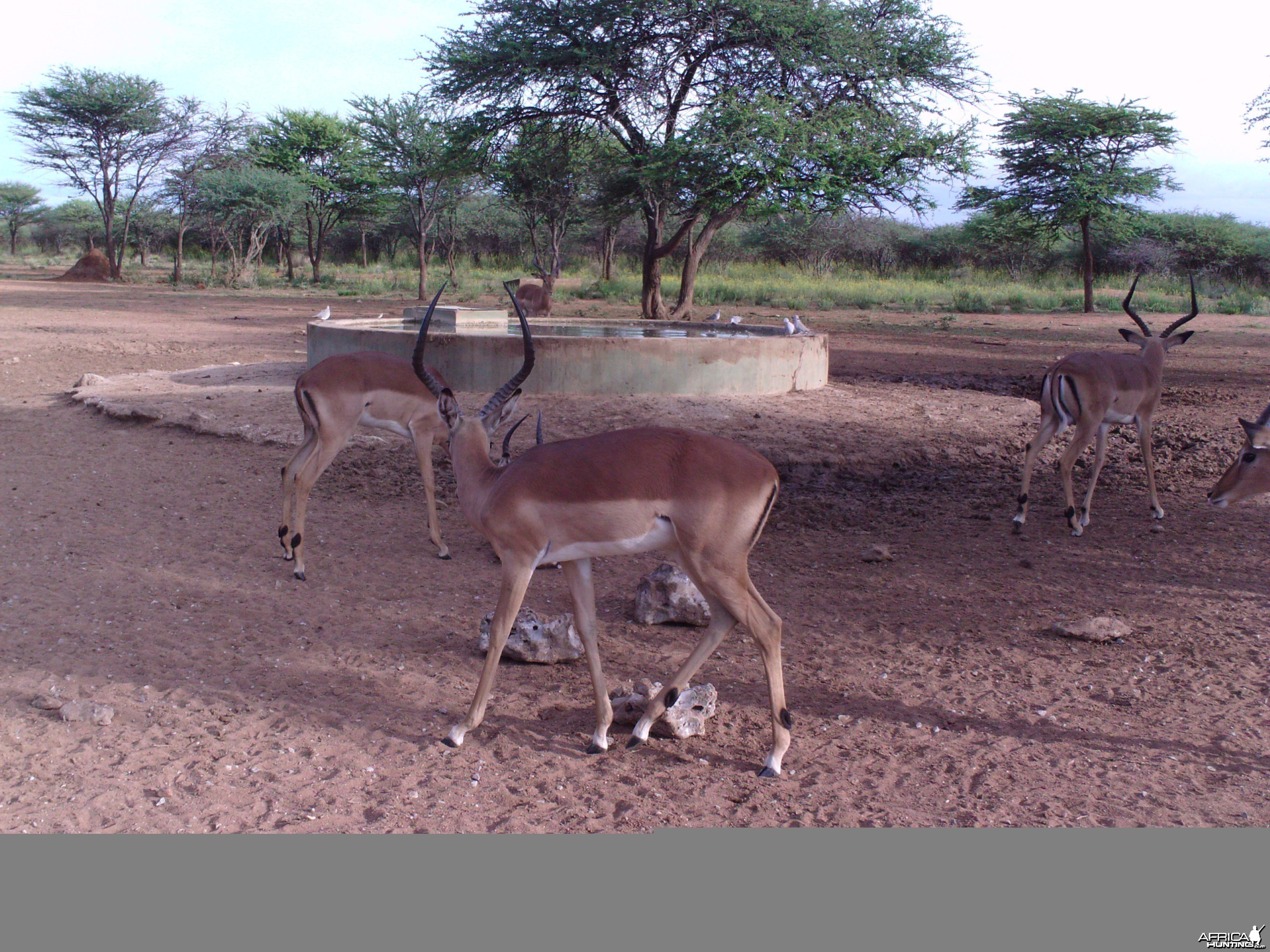 Trail Camera Namibia