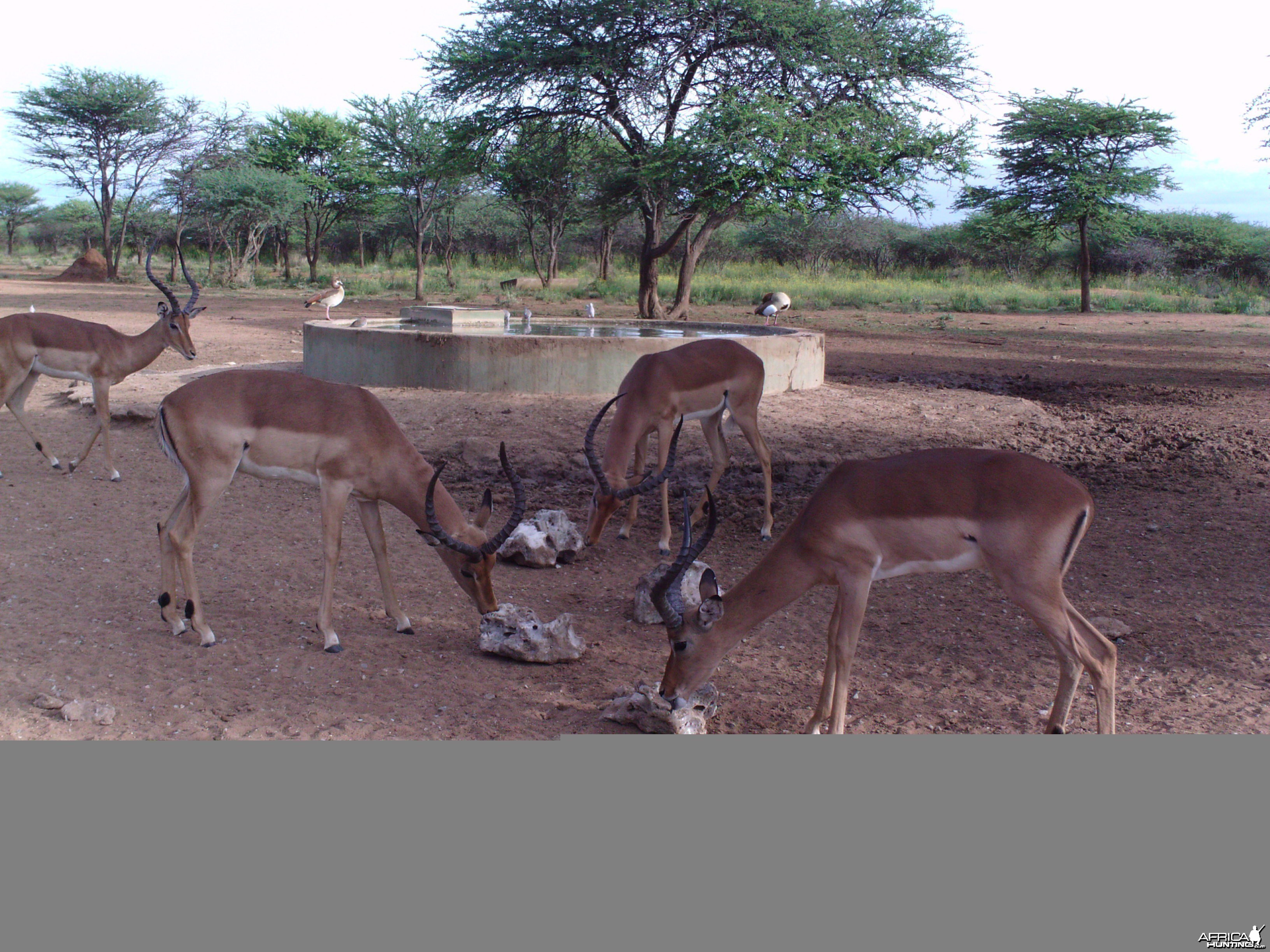 Trail Camera Namibia