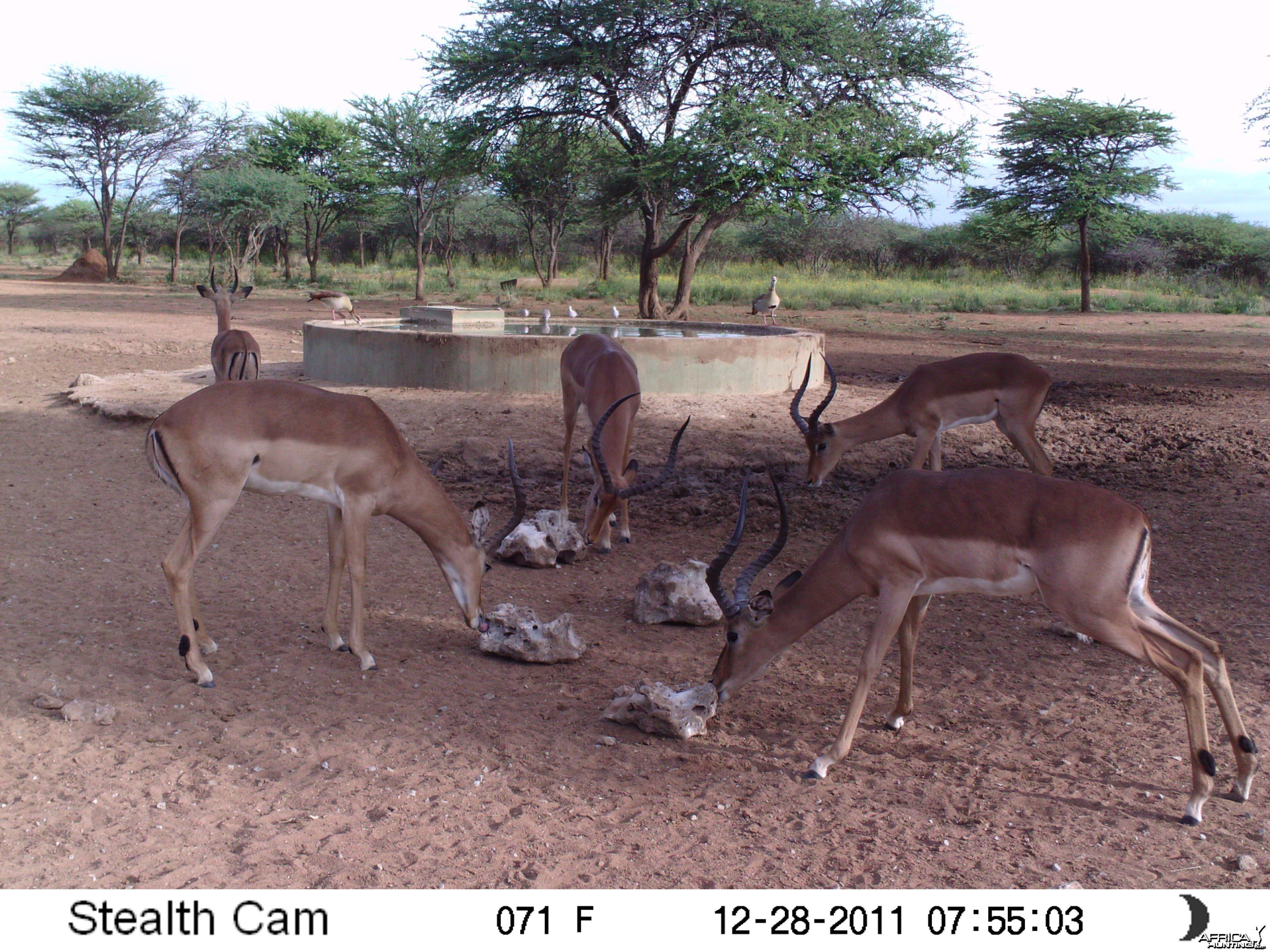 Trail Camera Namibia