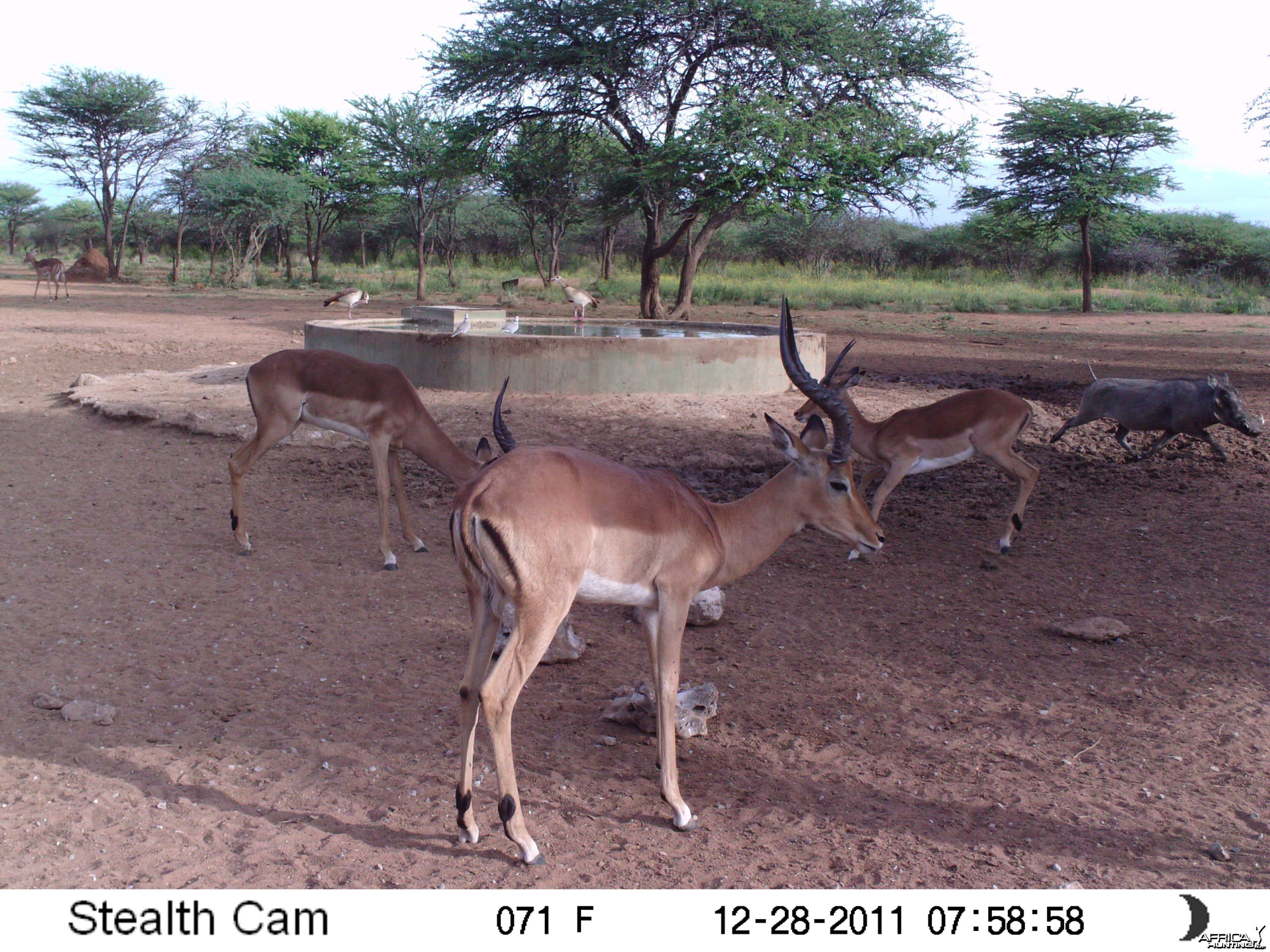 Trail Camera Namibia