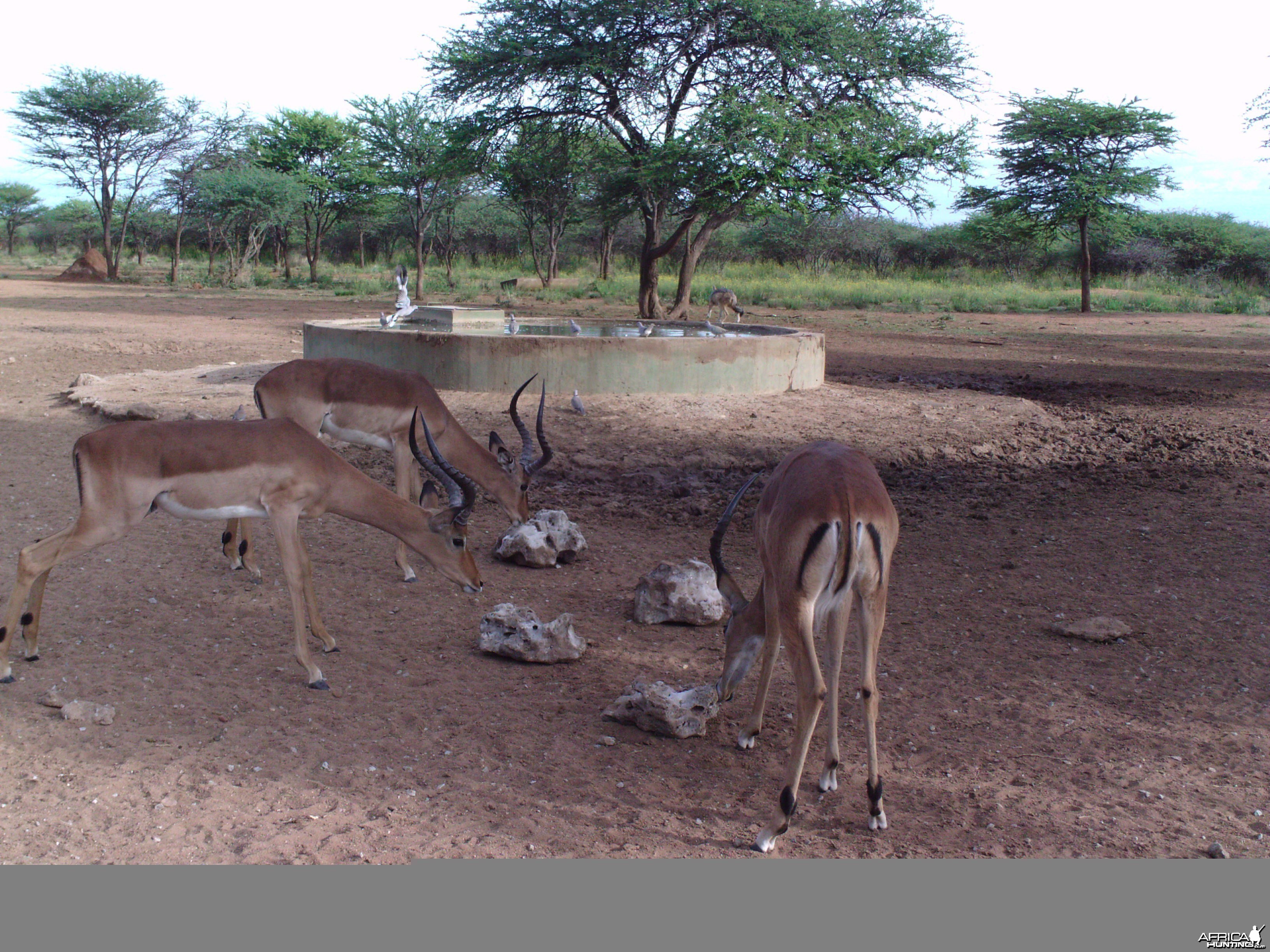 Trail Camera Namibia