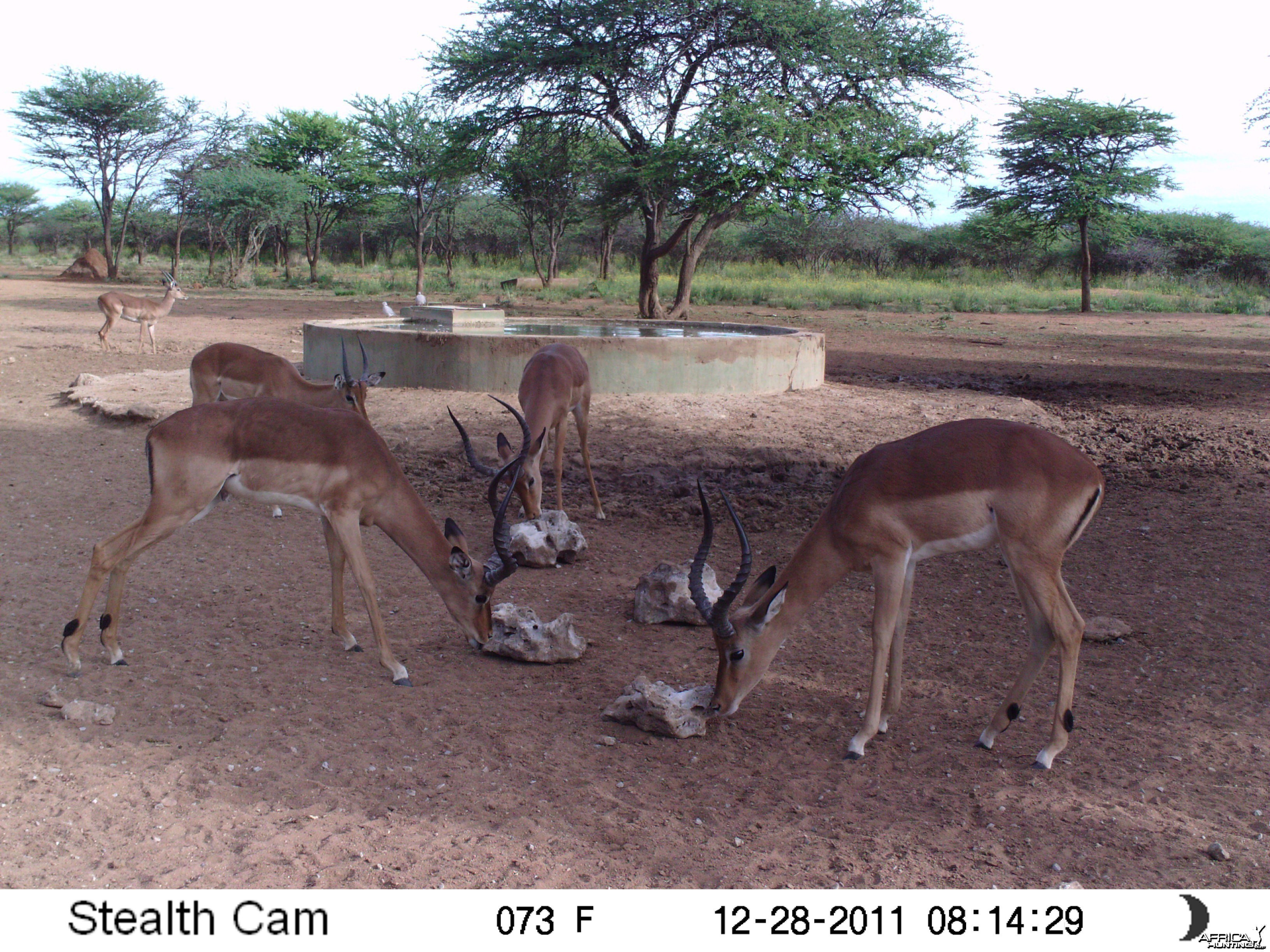 Trail Camera Namibia