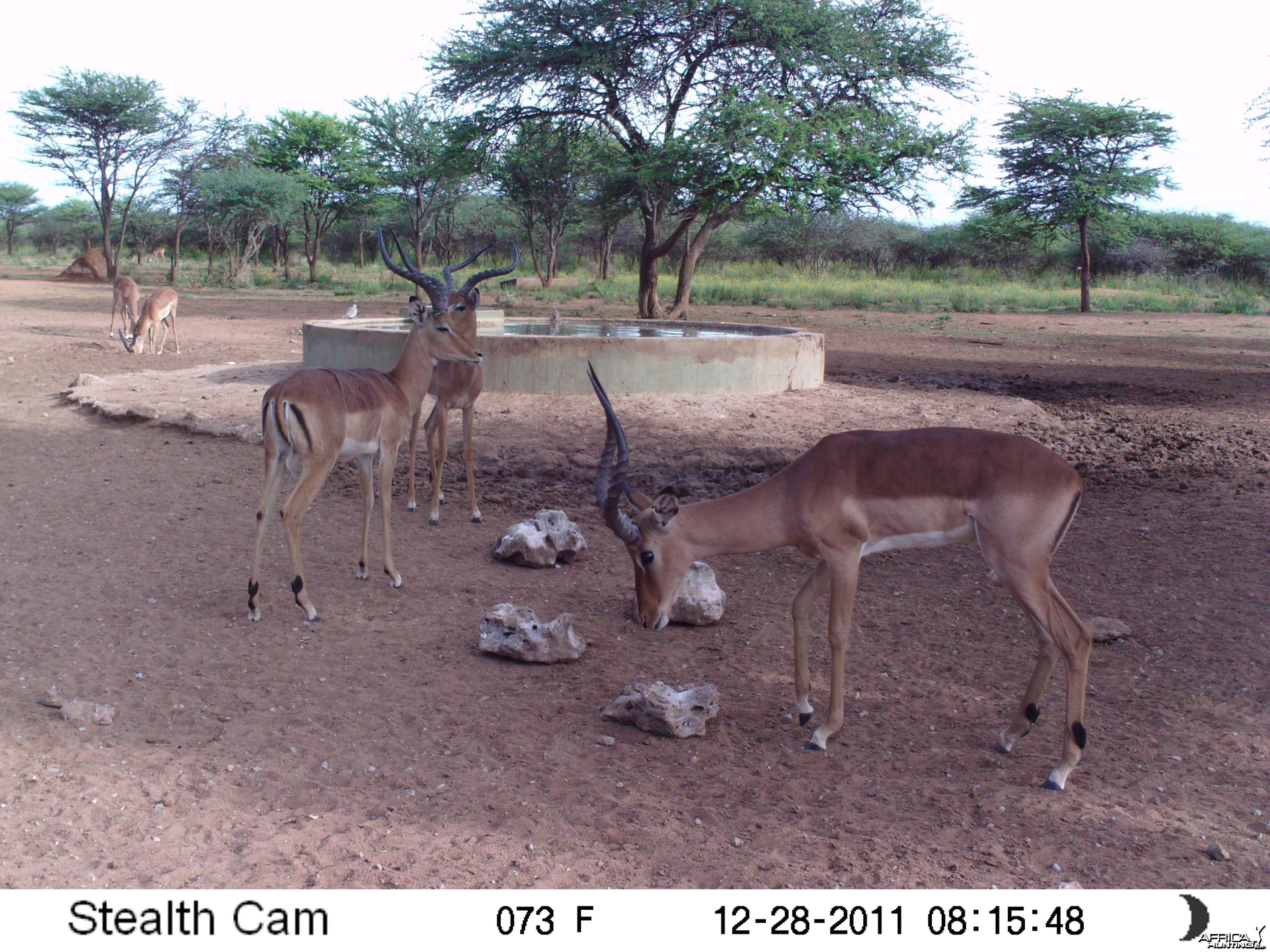 Trail Camera Namibia