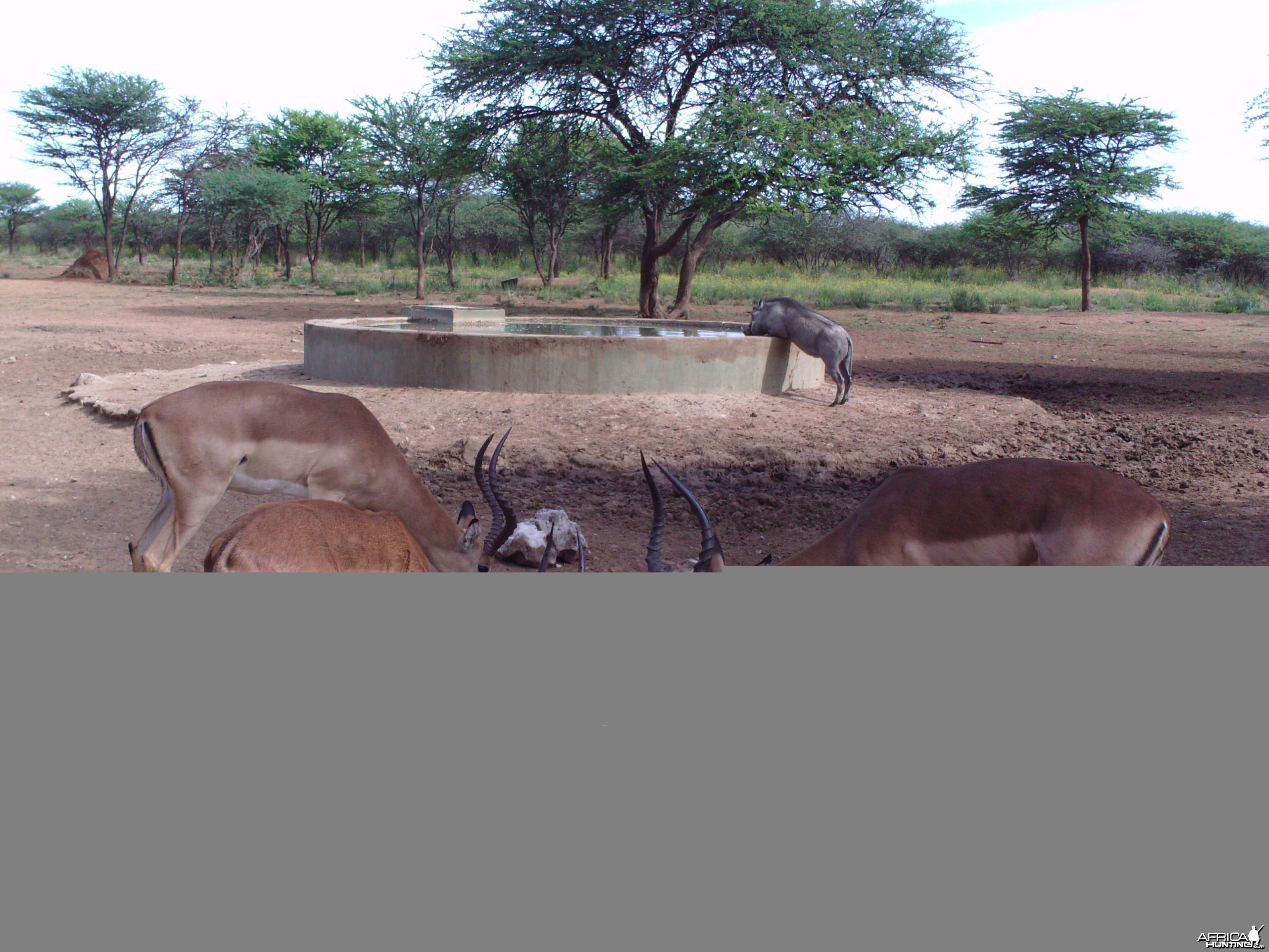 Trail Camera Namibia