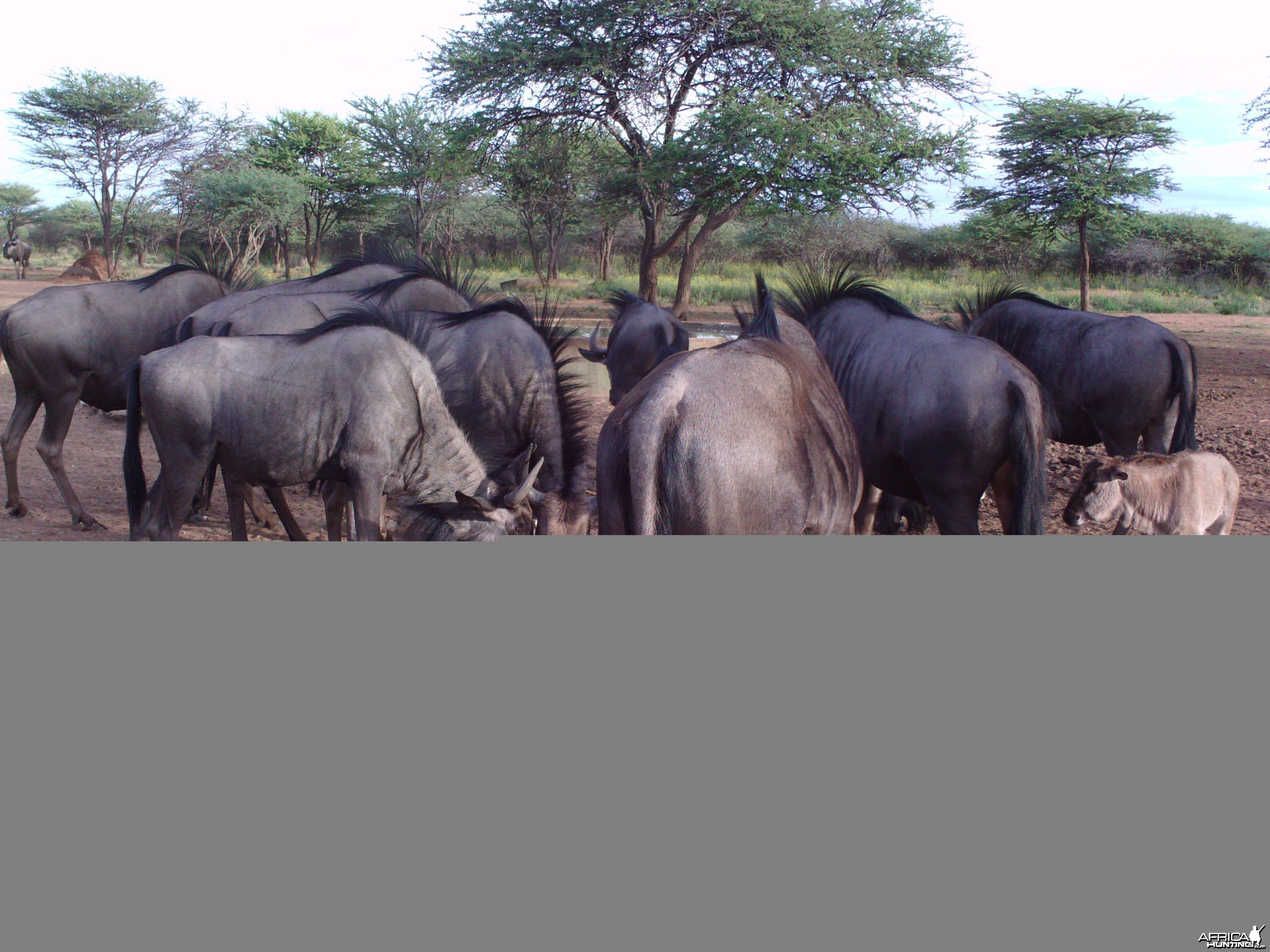 Trail Camera Namibia