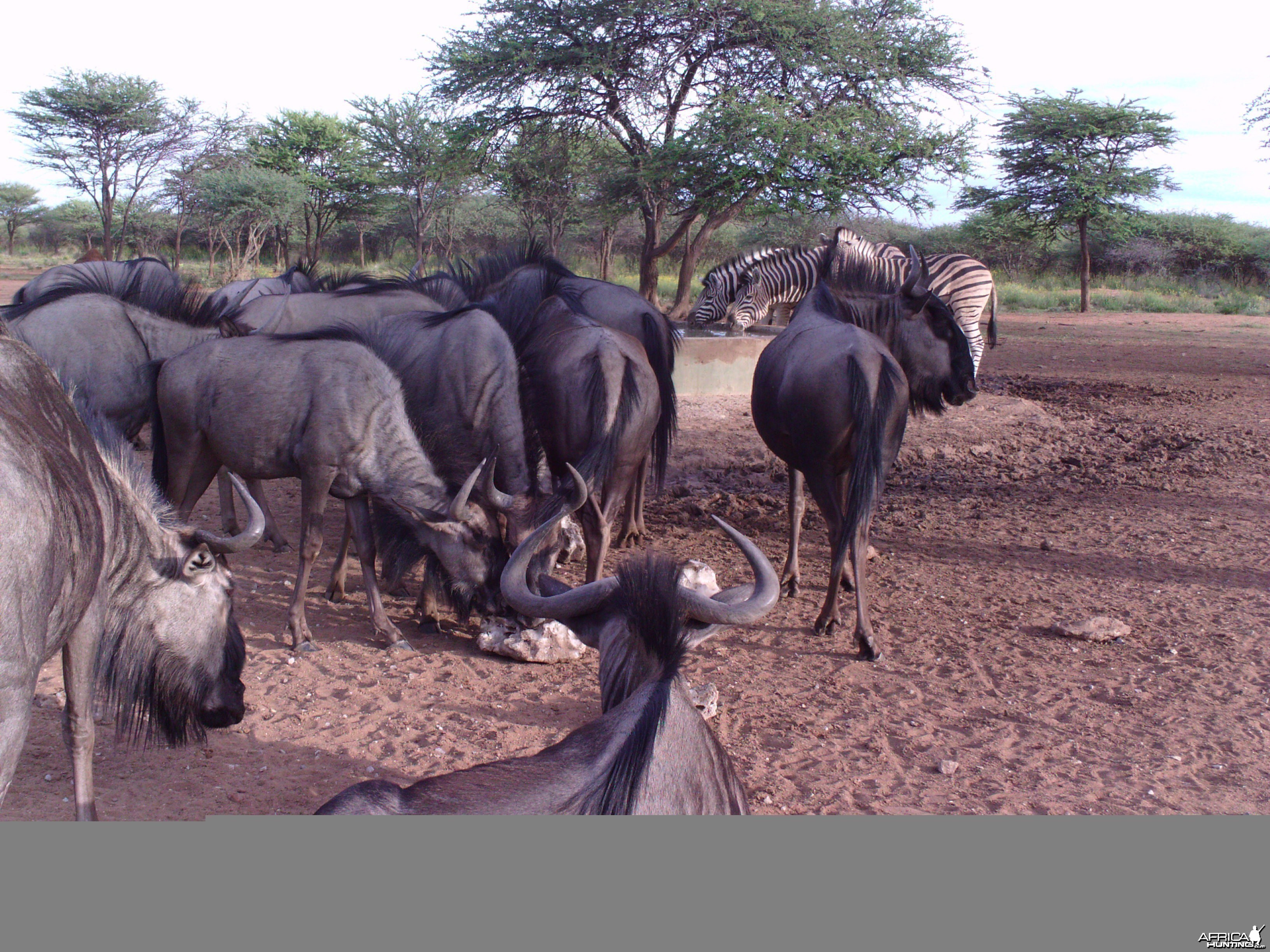 Trail Camera Namibia