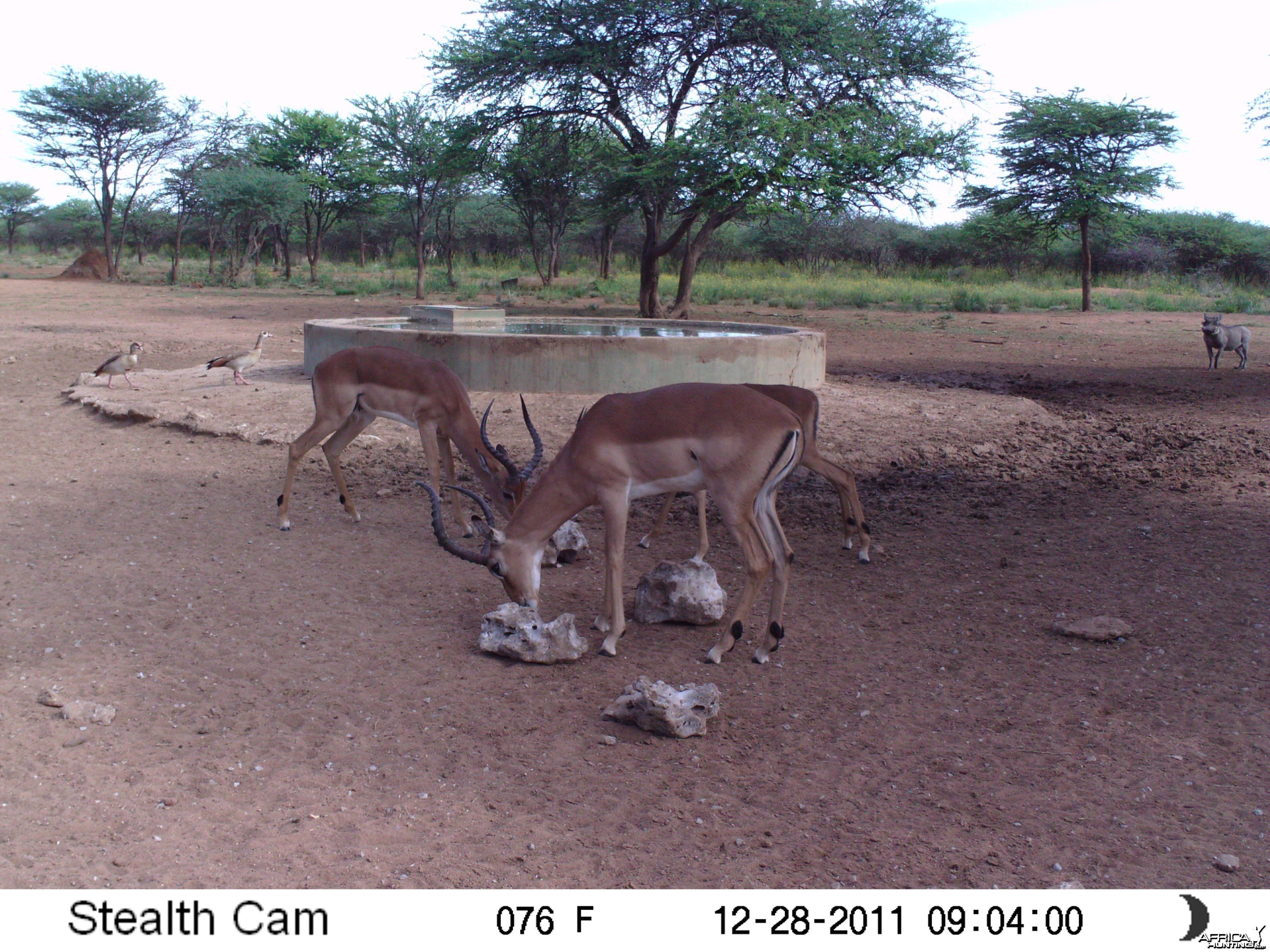 Trail Camera Namibia