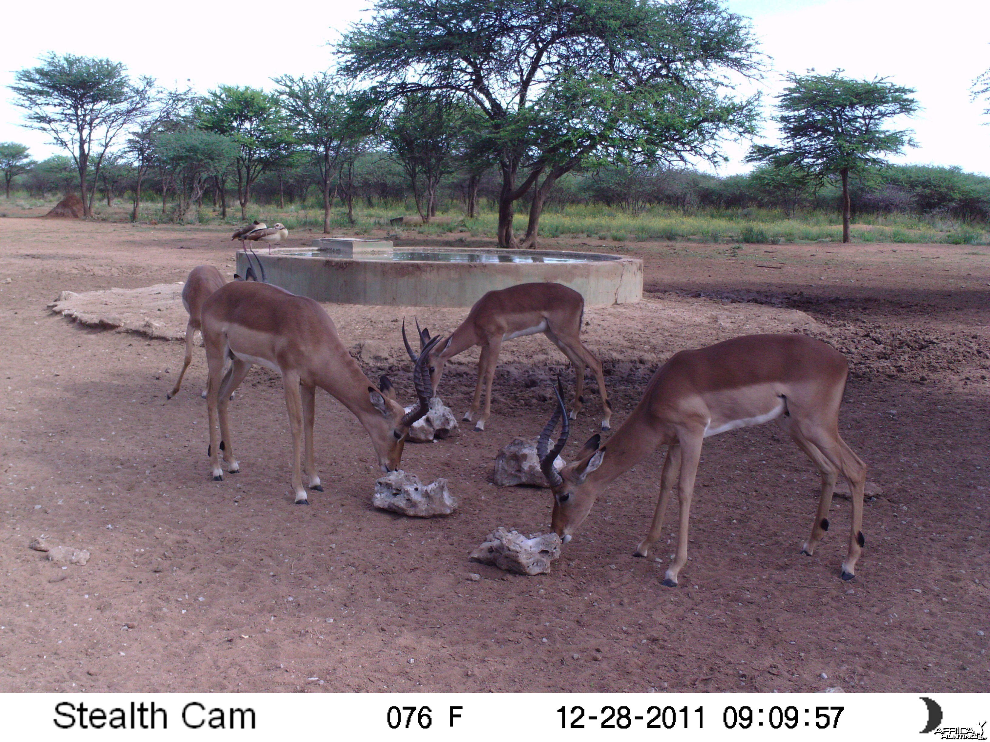 Trail Camera Namibia