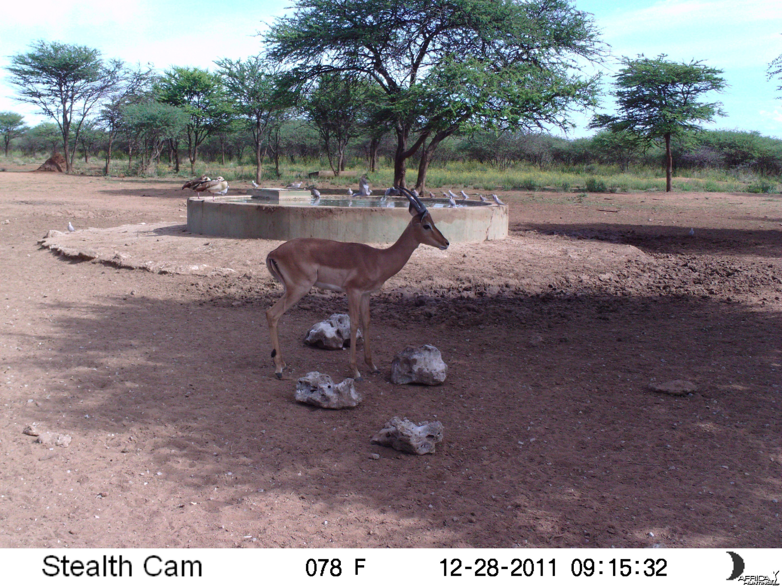 Trail Camera Namibia