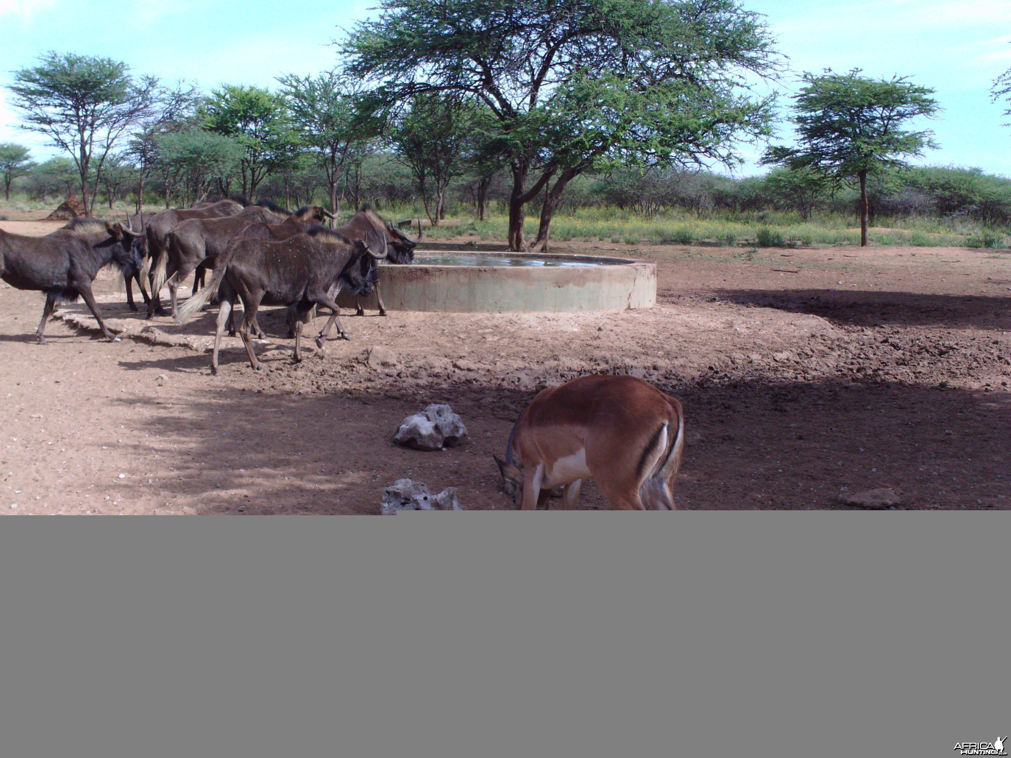 Trail Camera Namibia