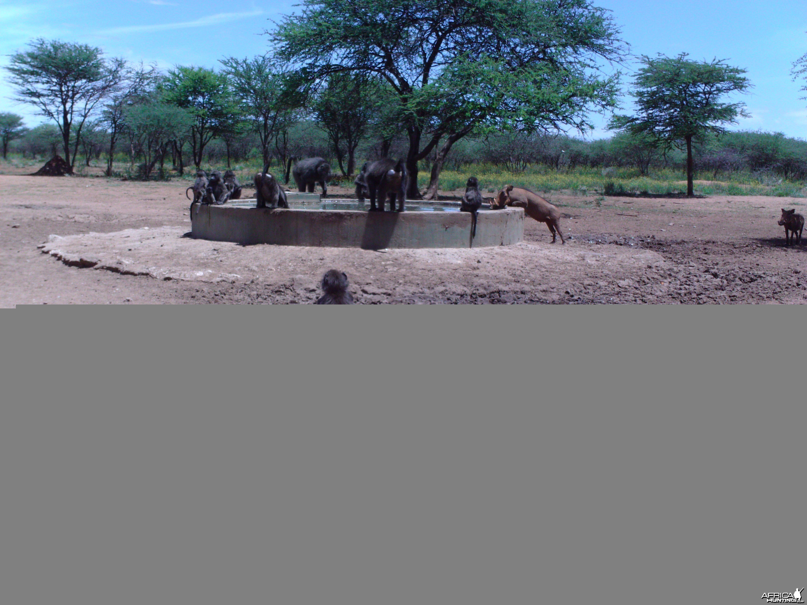 Chacma Baboon Trail Camera Namibia