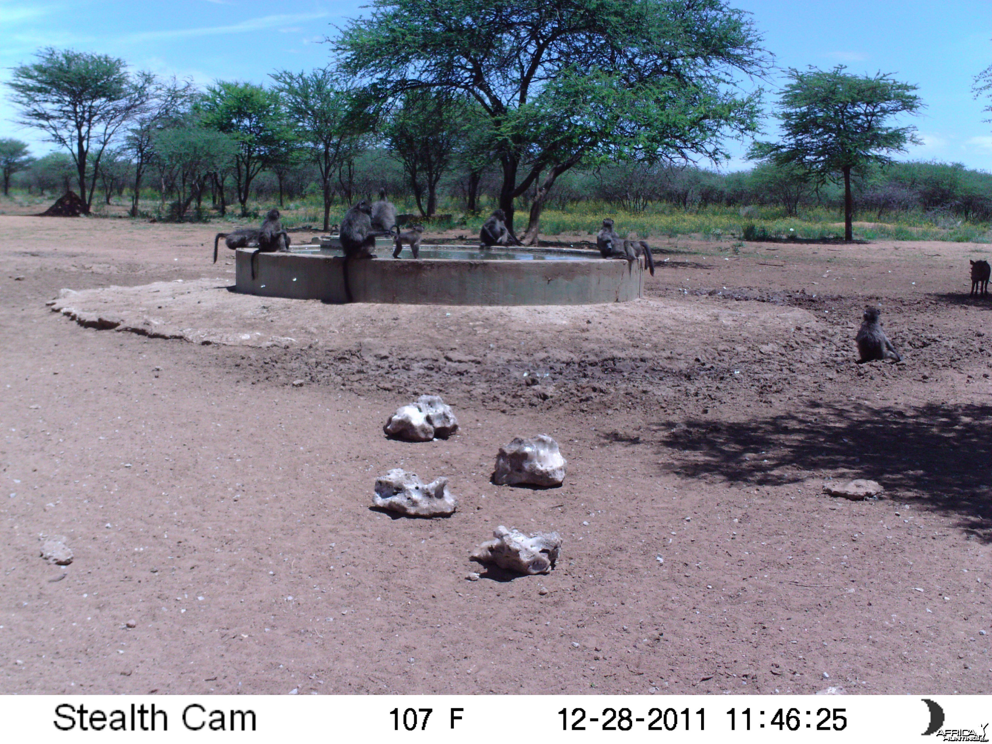 Chacma Baboon Trail Camera Namibia