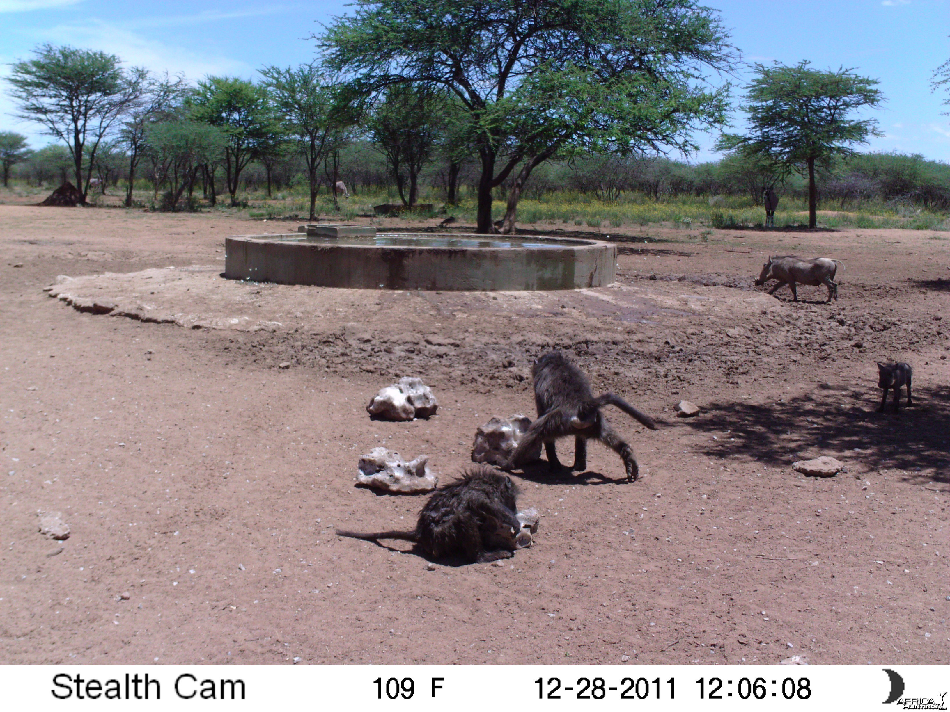 Chacma Baboon Trail Camera Namibia