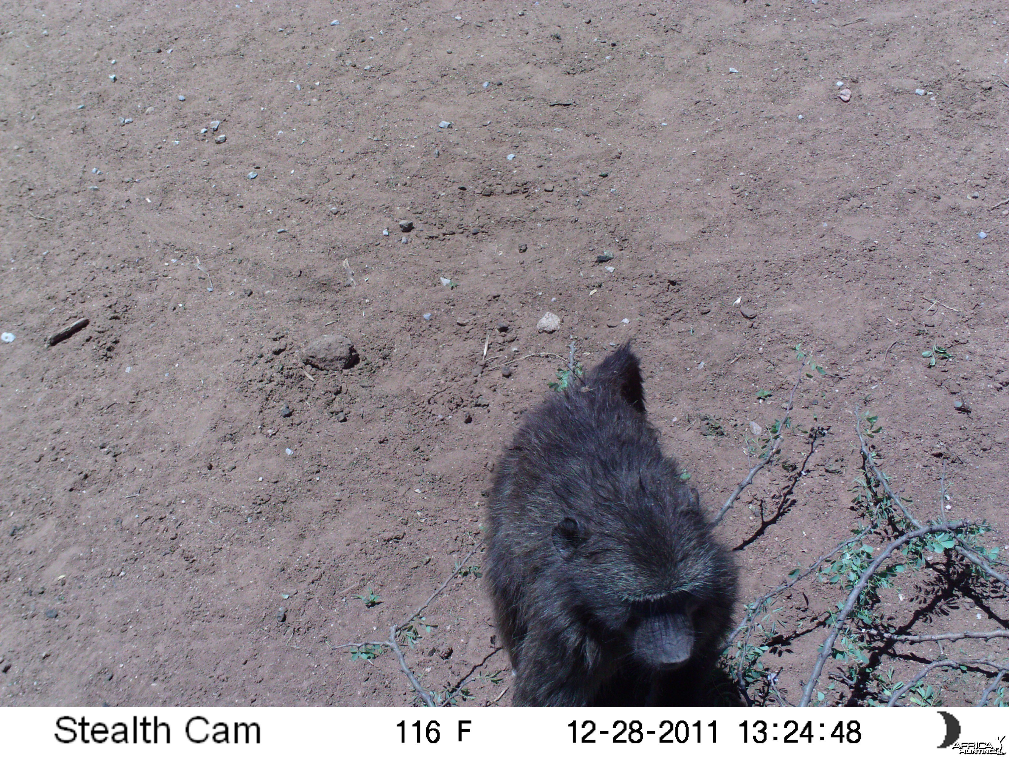 Chacma Baboon Trail Camera Namibia