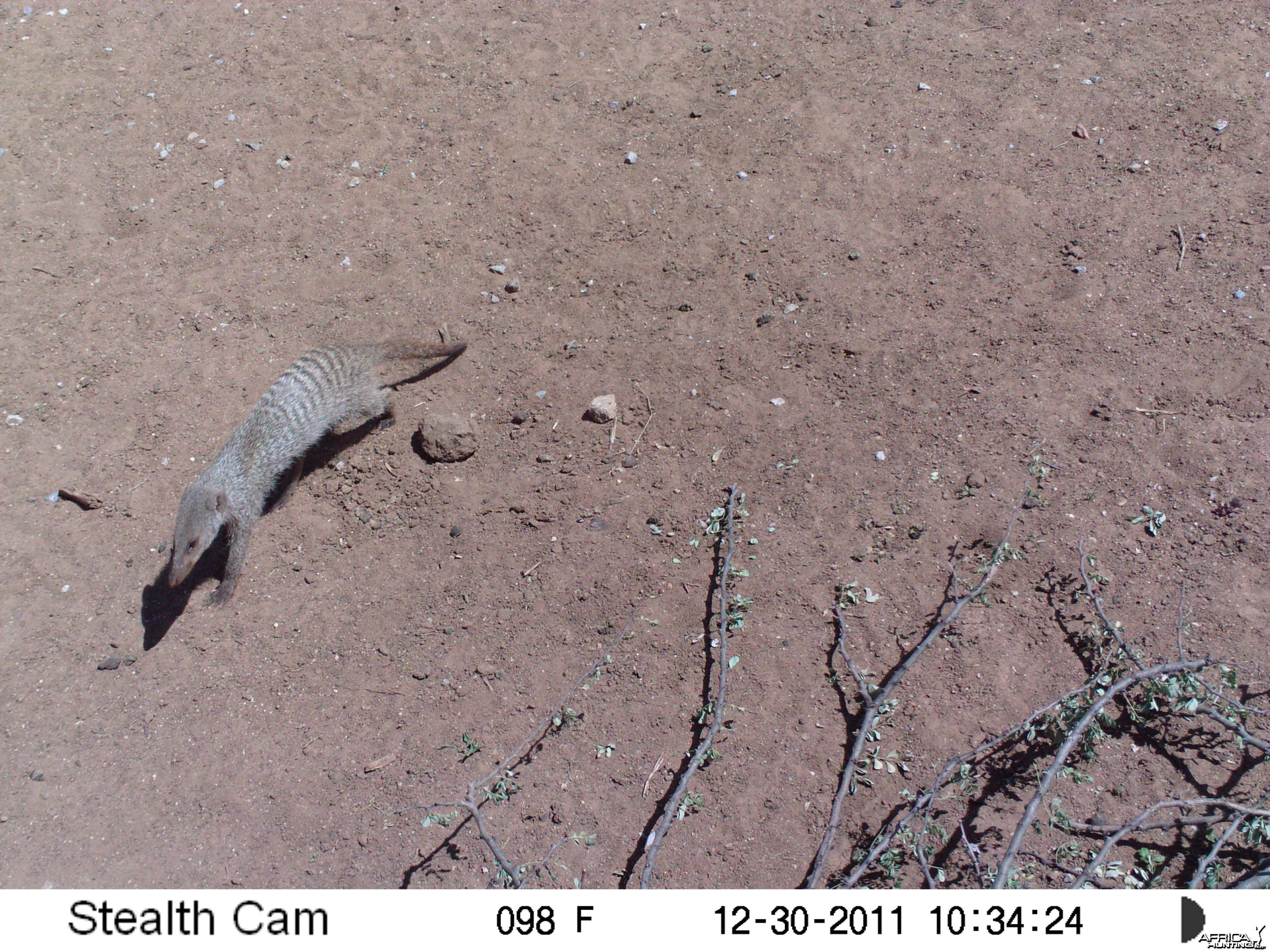 Banded Mongoose Trail Camera Namibia