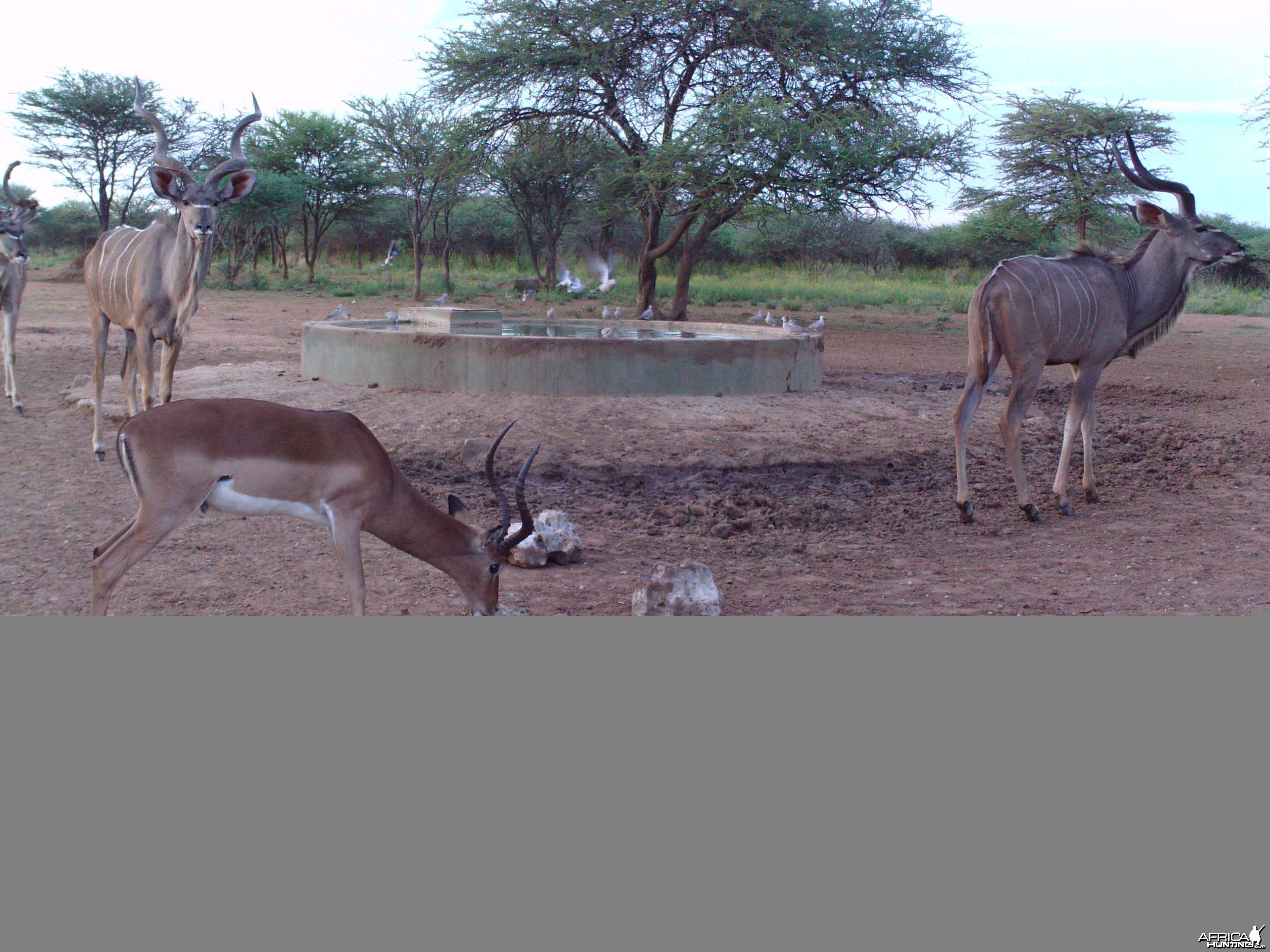 Greater Kudu Trail Camera Namibia