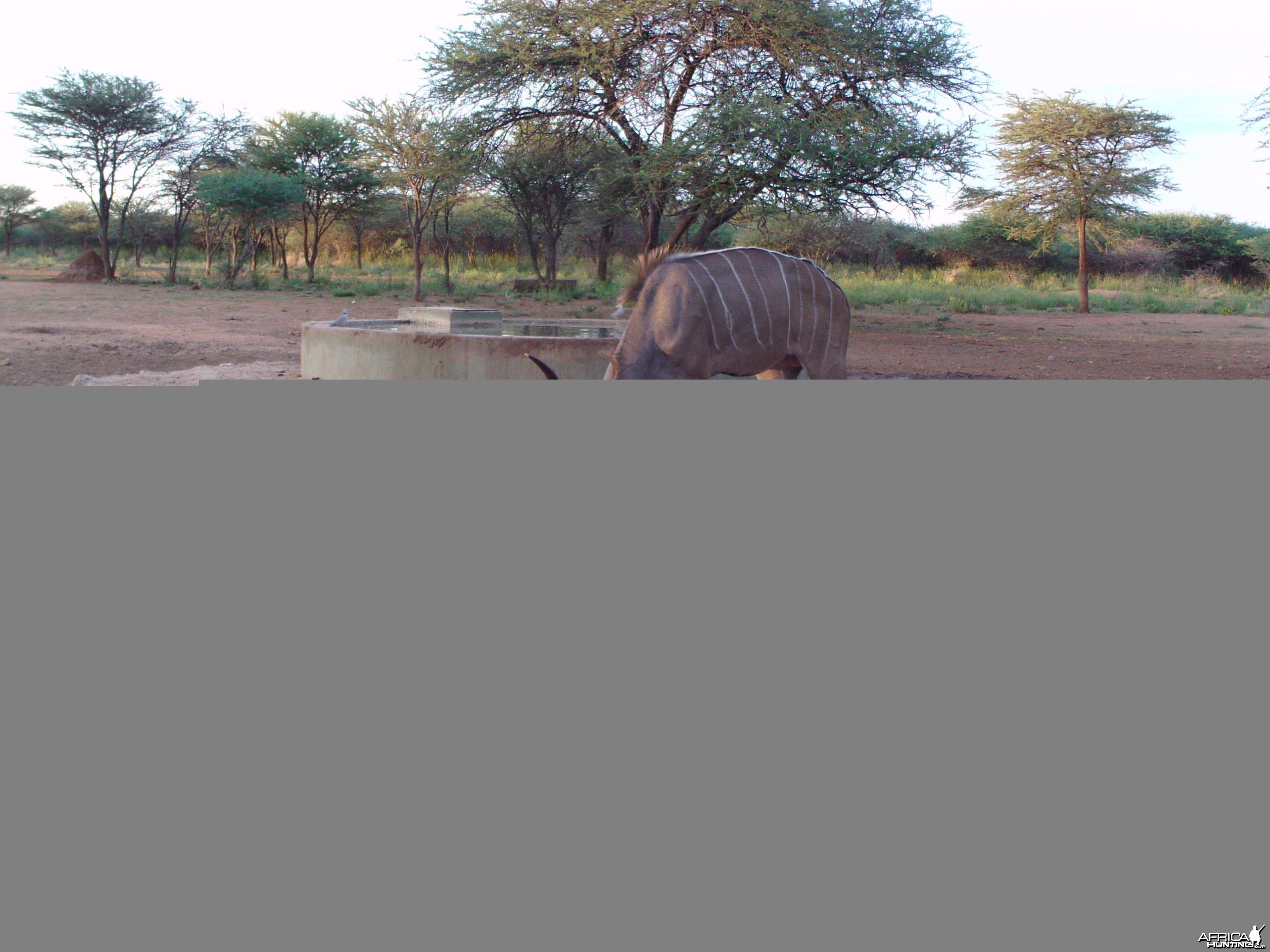 Greater Kudu Trail Camera Namibia