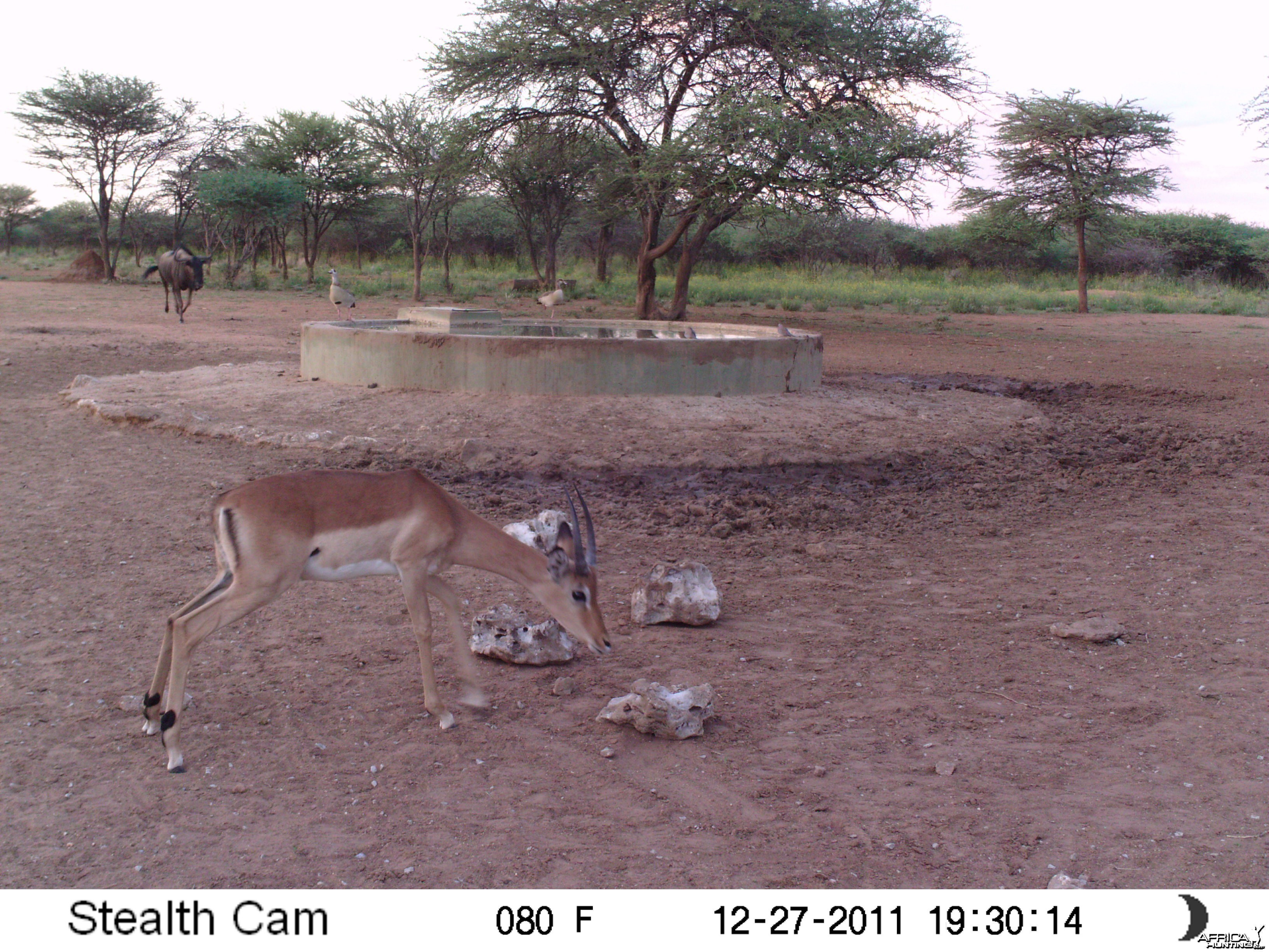 Trail Camera Namibia