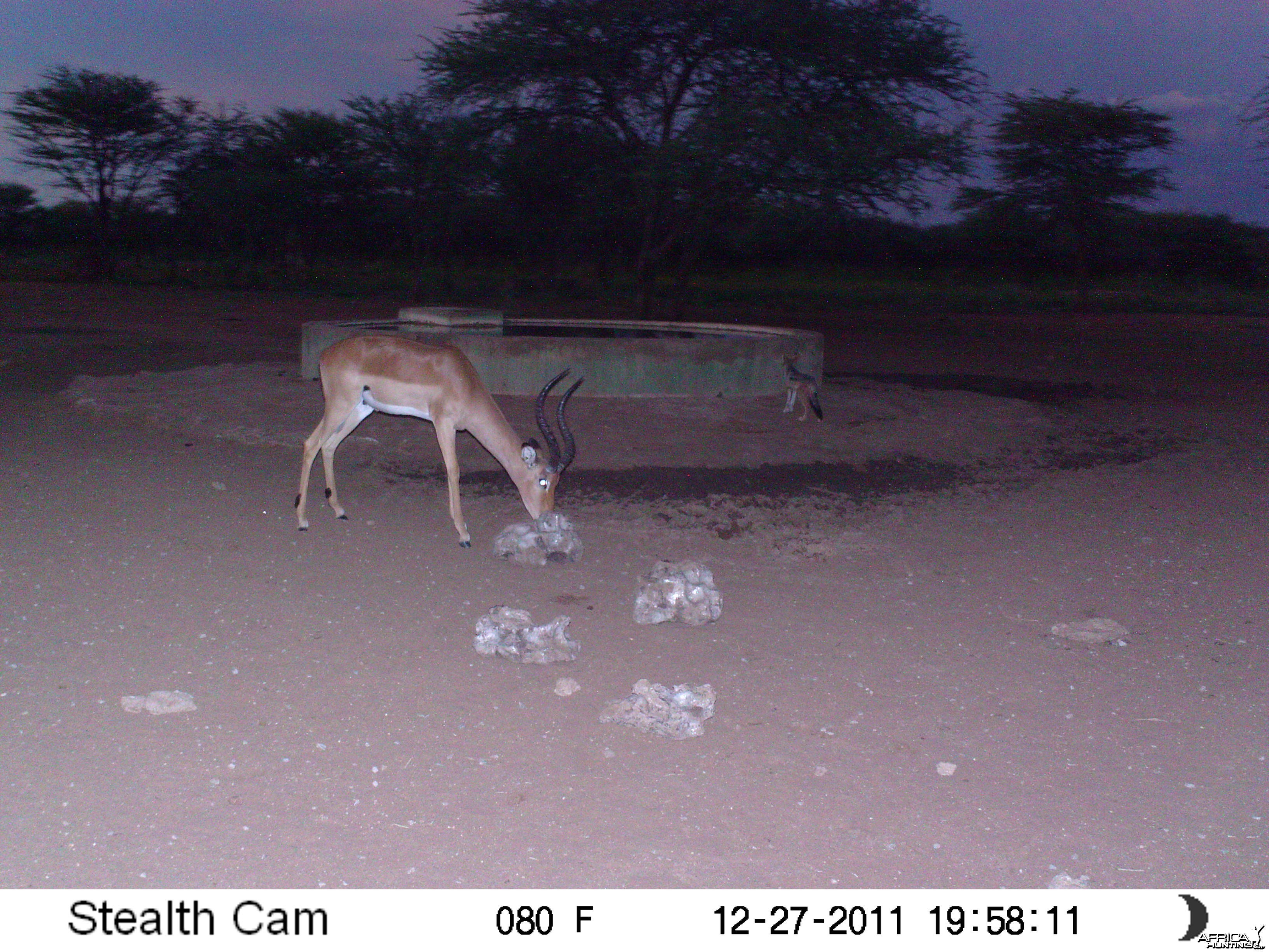 Trail Camera Namibia