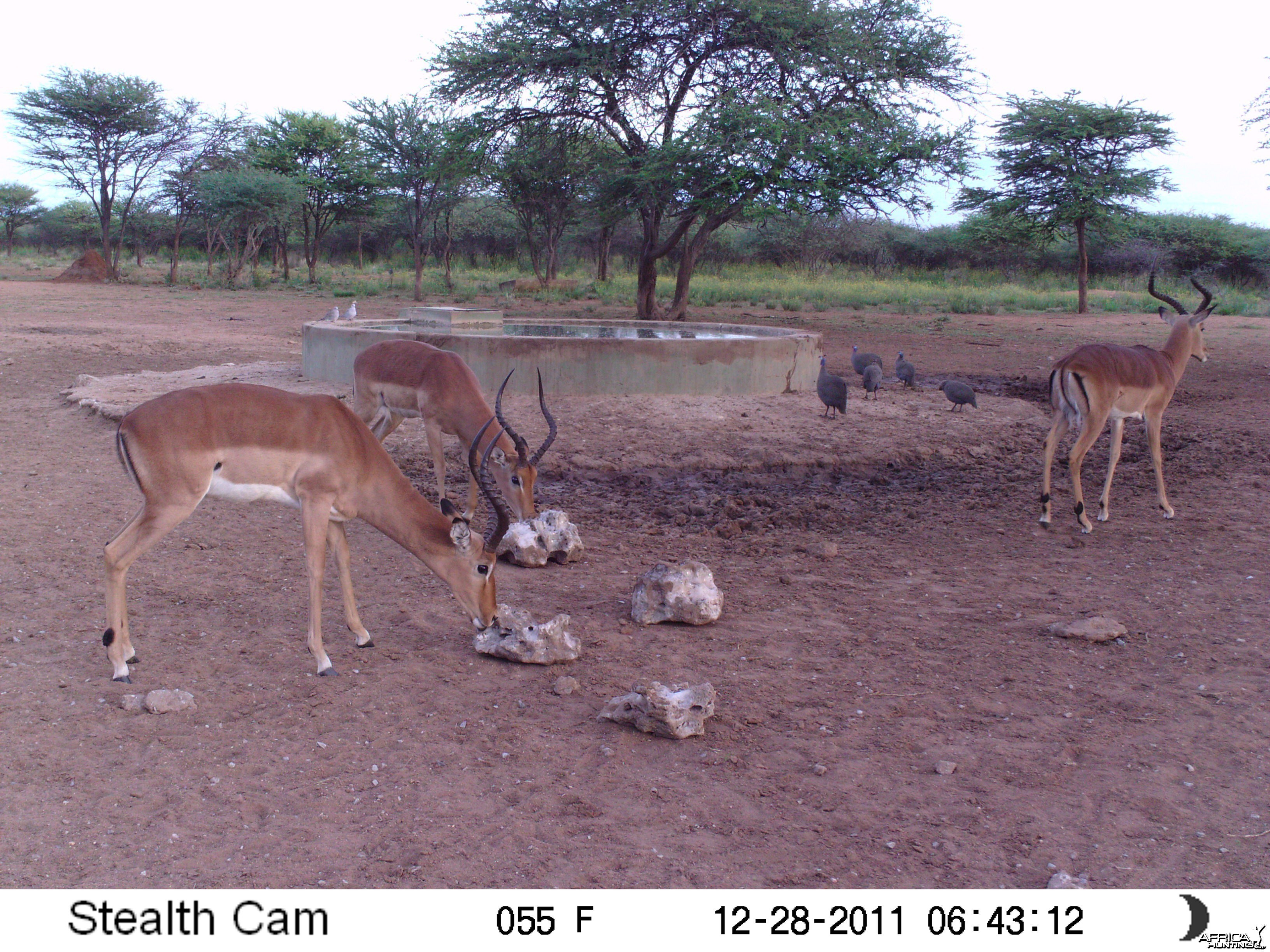 Trail Camera Namibia