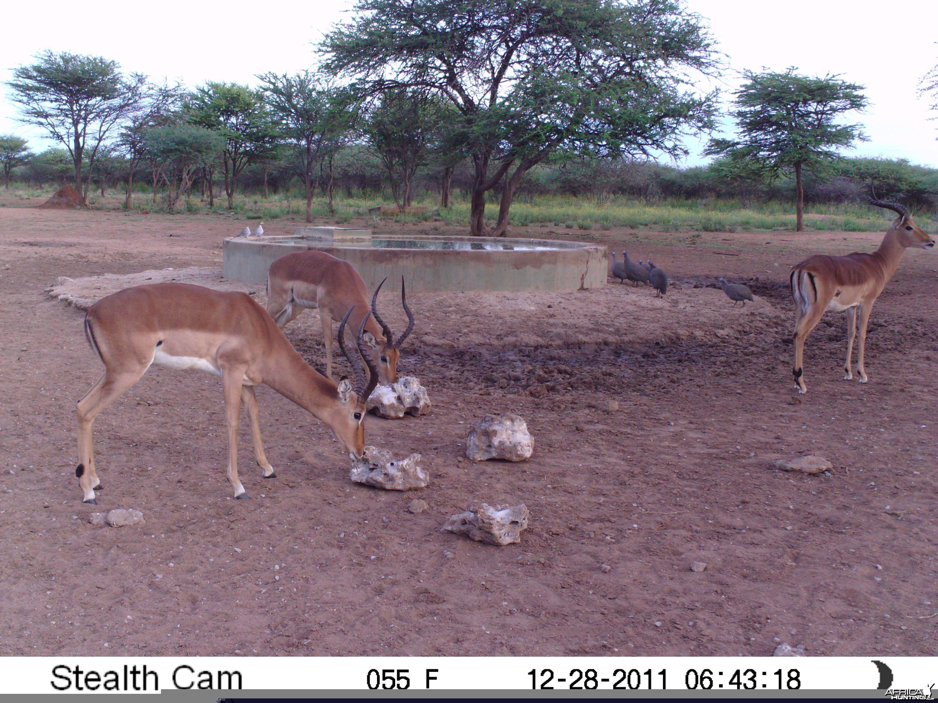 Trail Camera Namibia