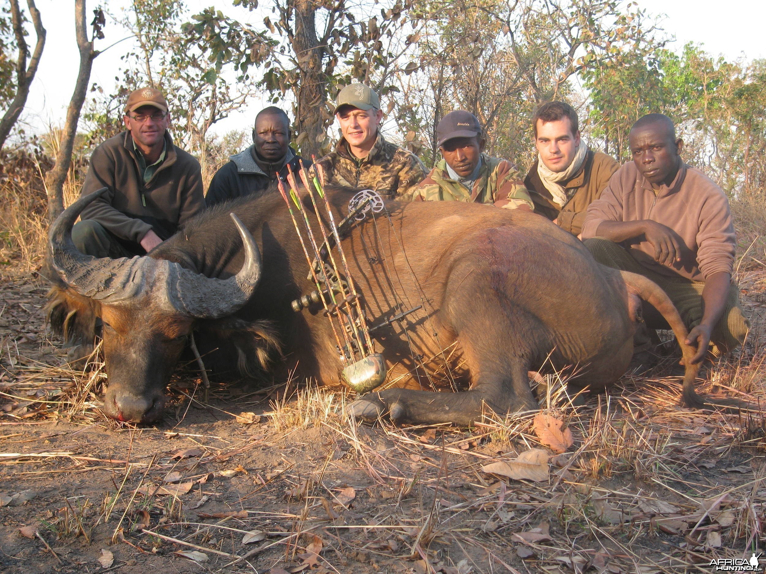 Bowhunting Buffalo CAR