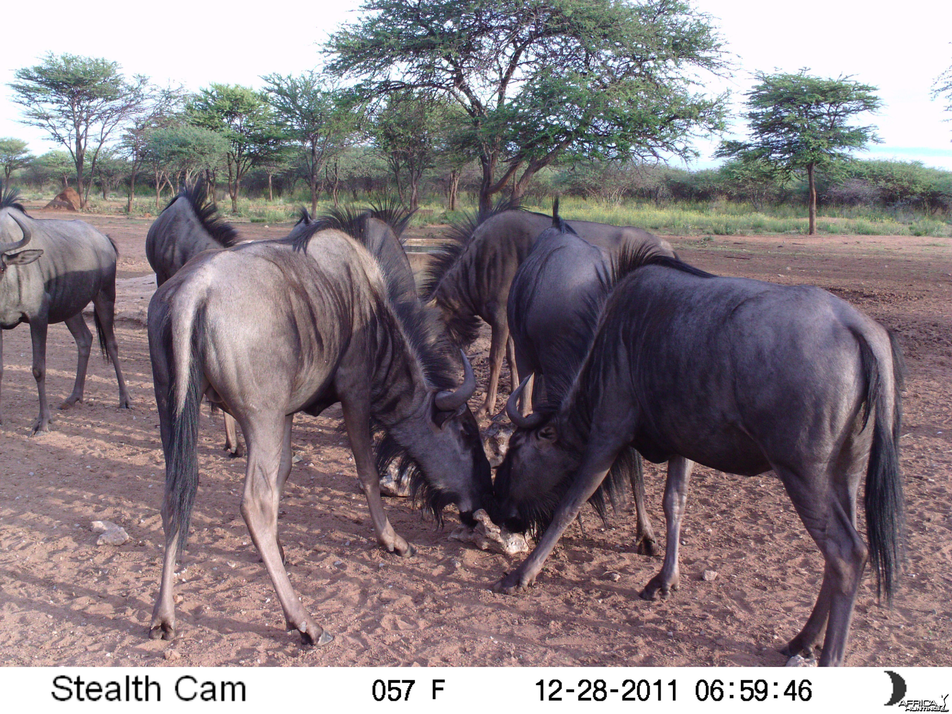 Trail Camera Namibia