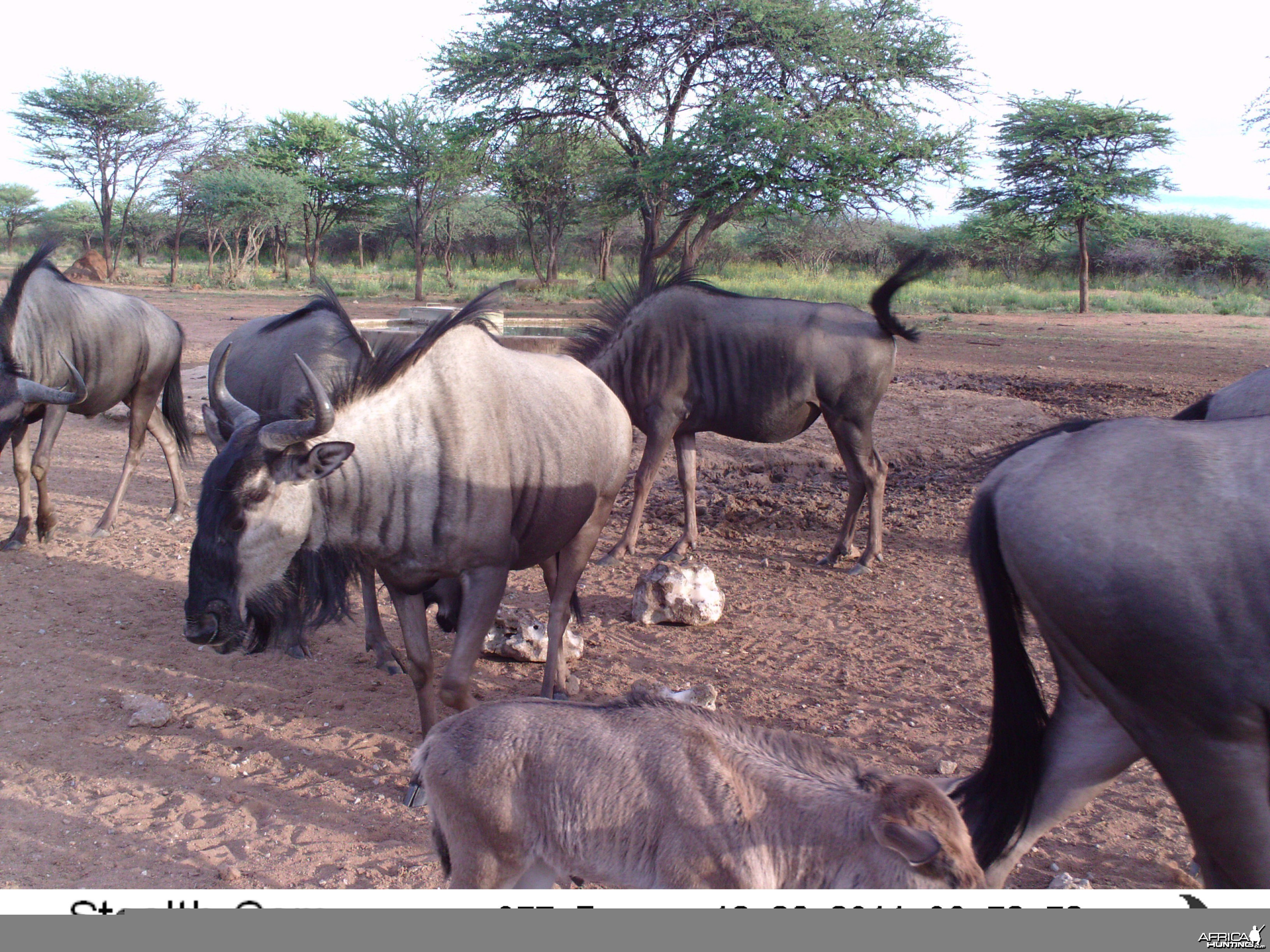 Trail Camera Namibia