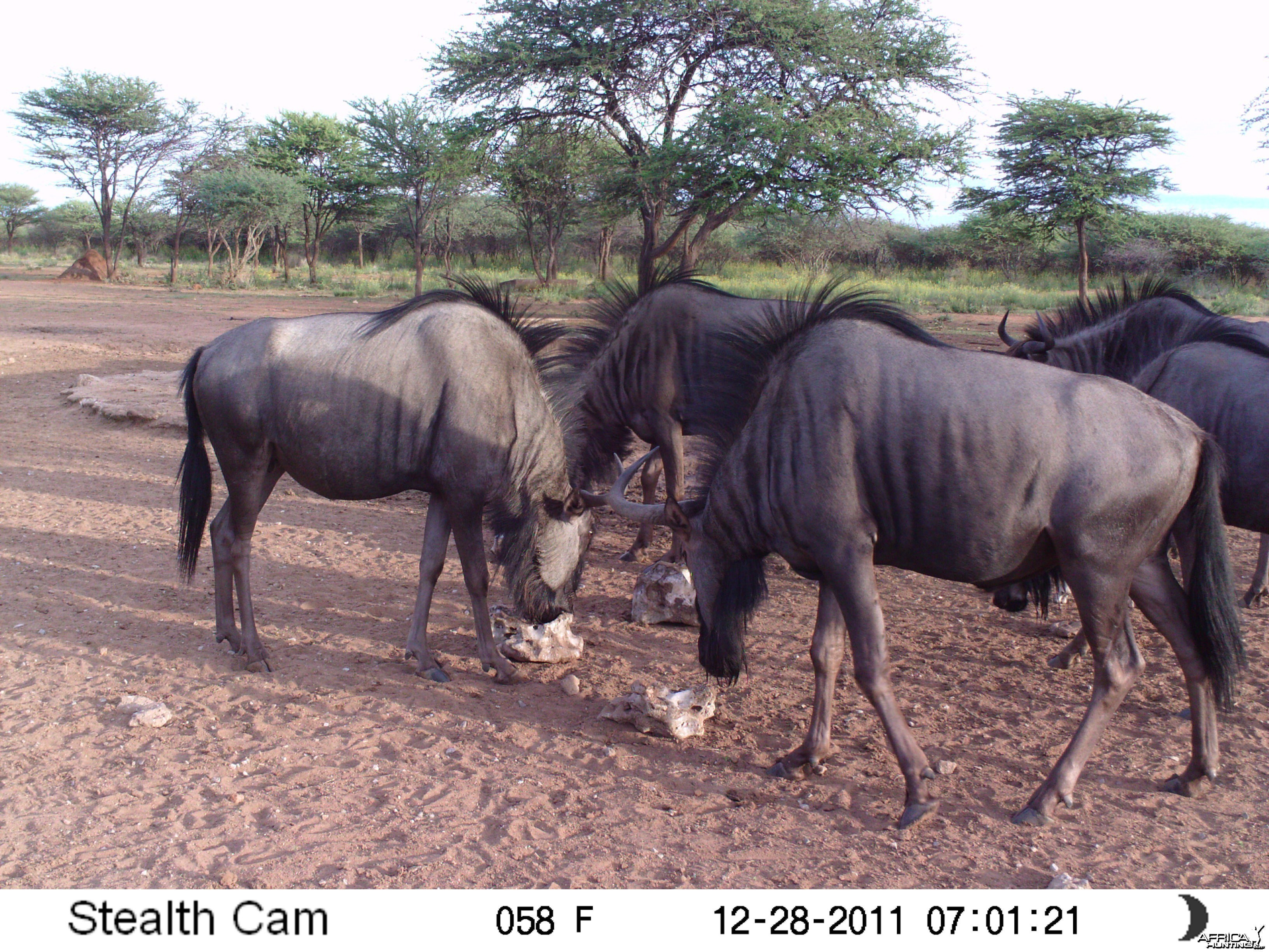 Trail Camera Namibia