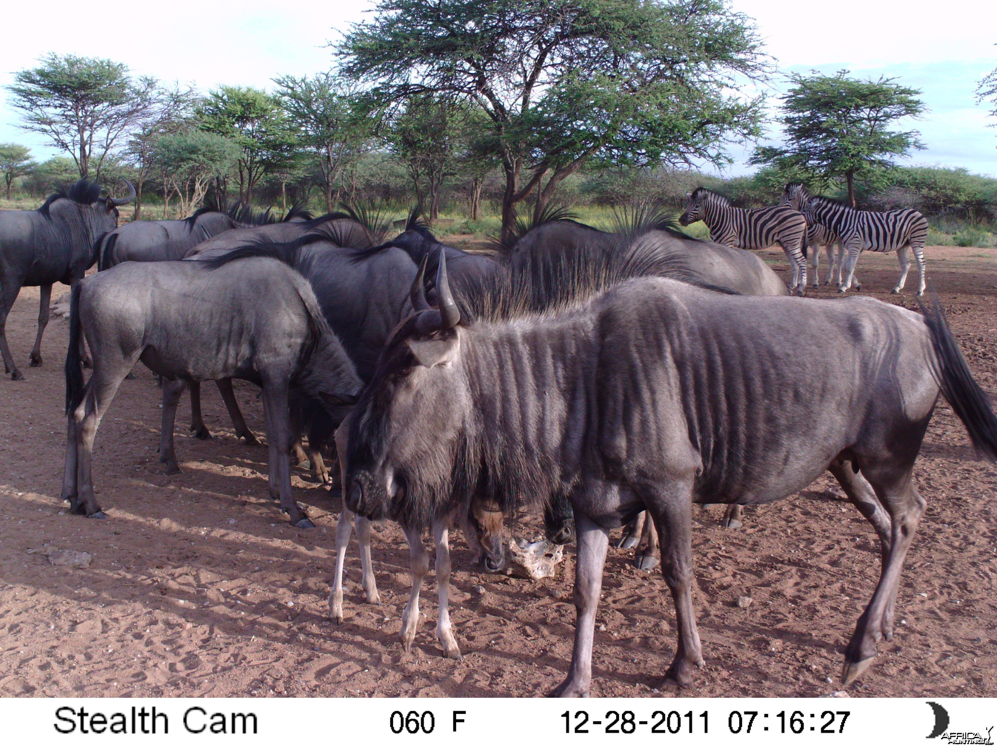 Trail Camera Namibia