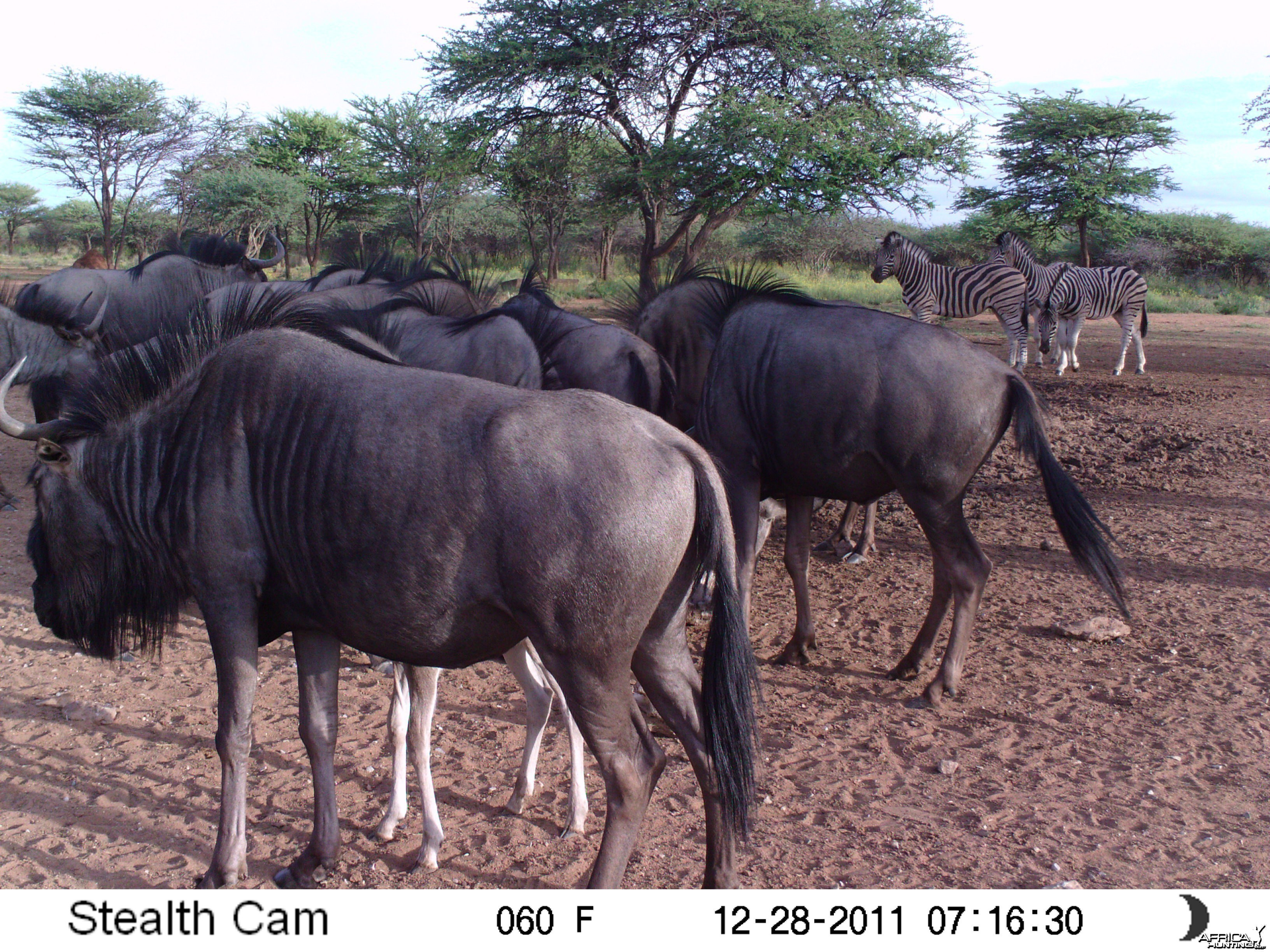 Trail Camera Namibia