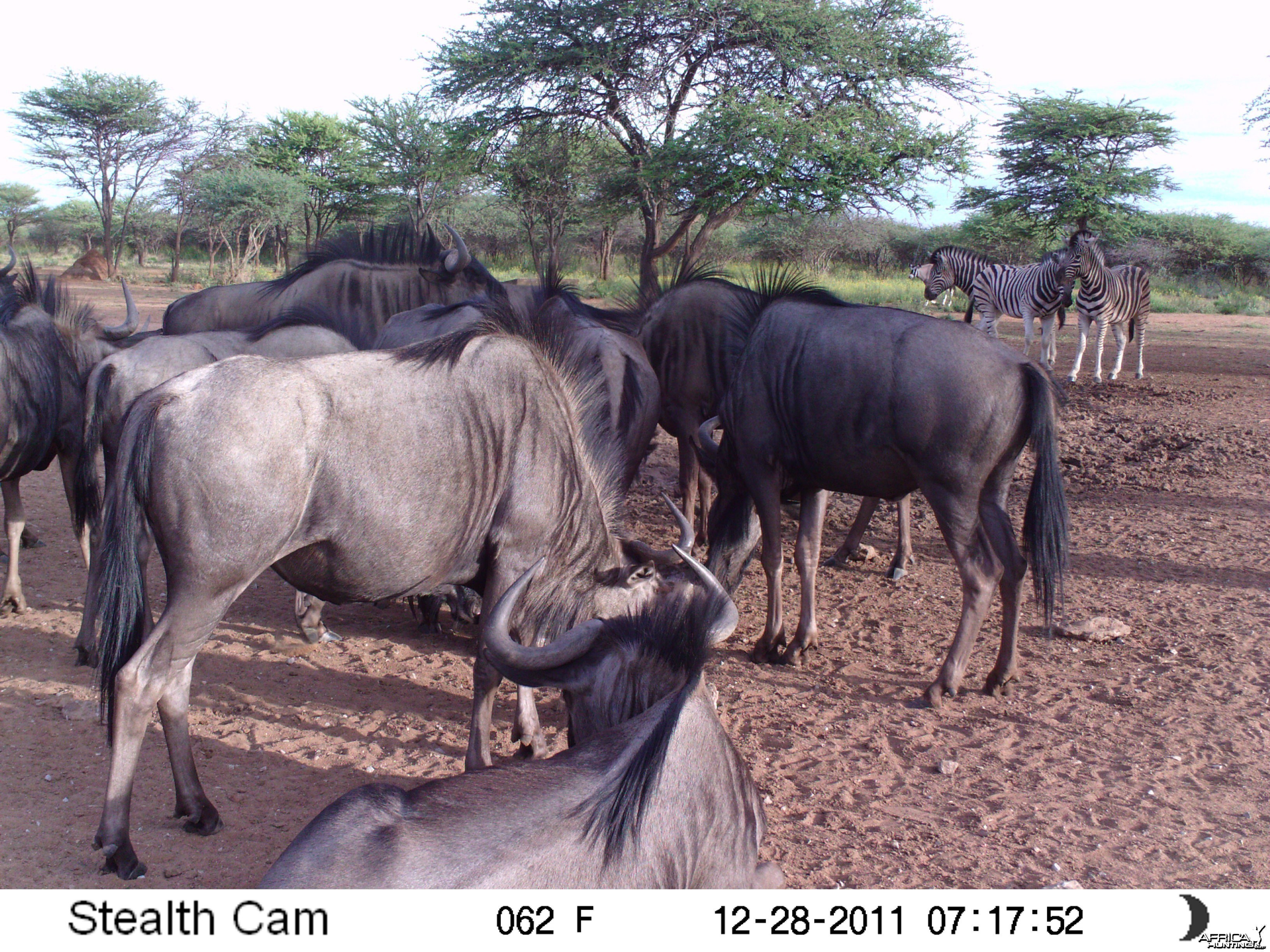 Trail Camera Namibia