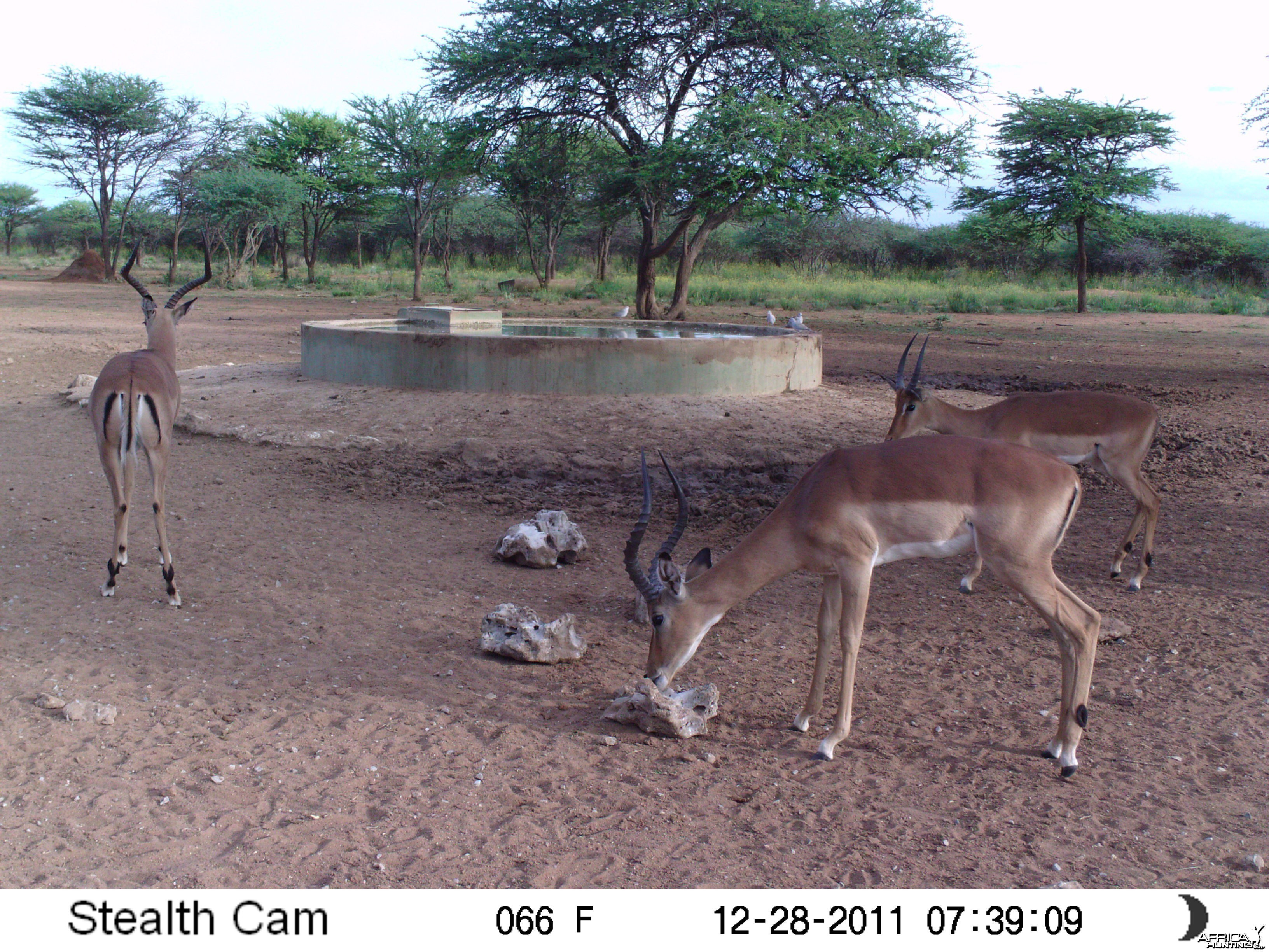 Trail Camera Namibia