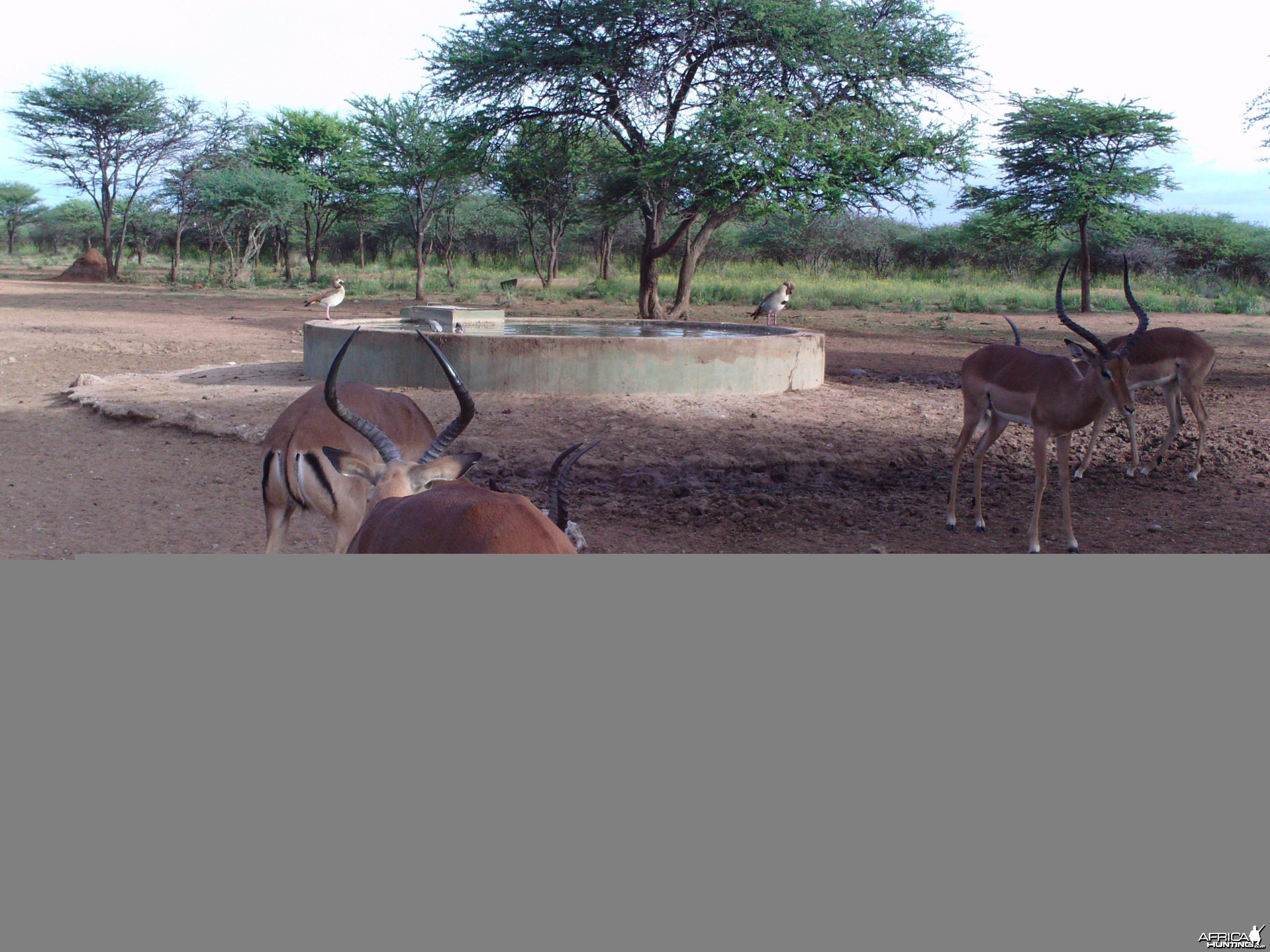 Trail Camera Namibia