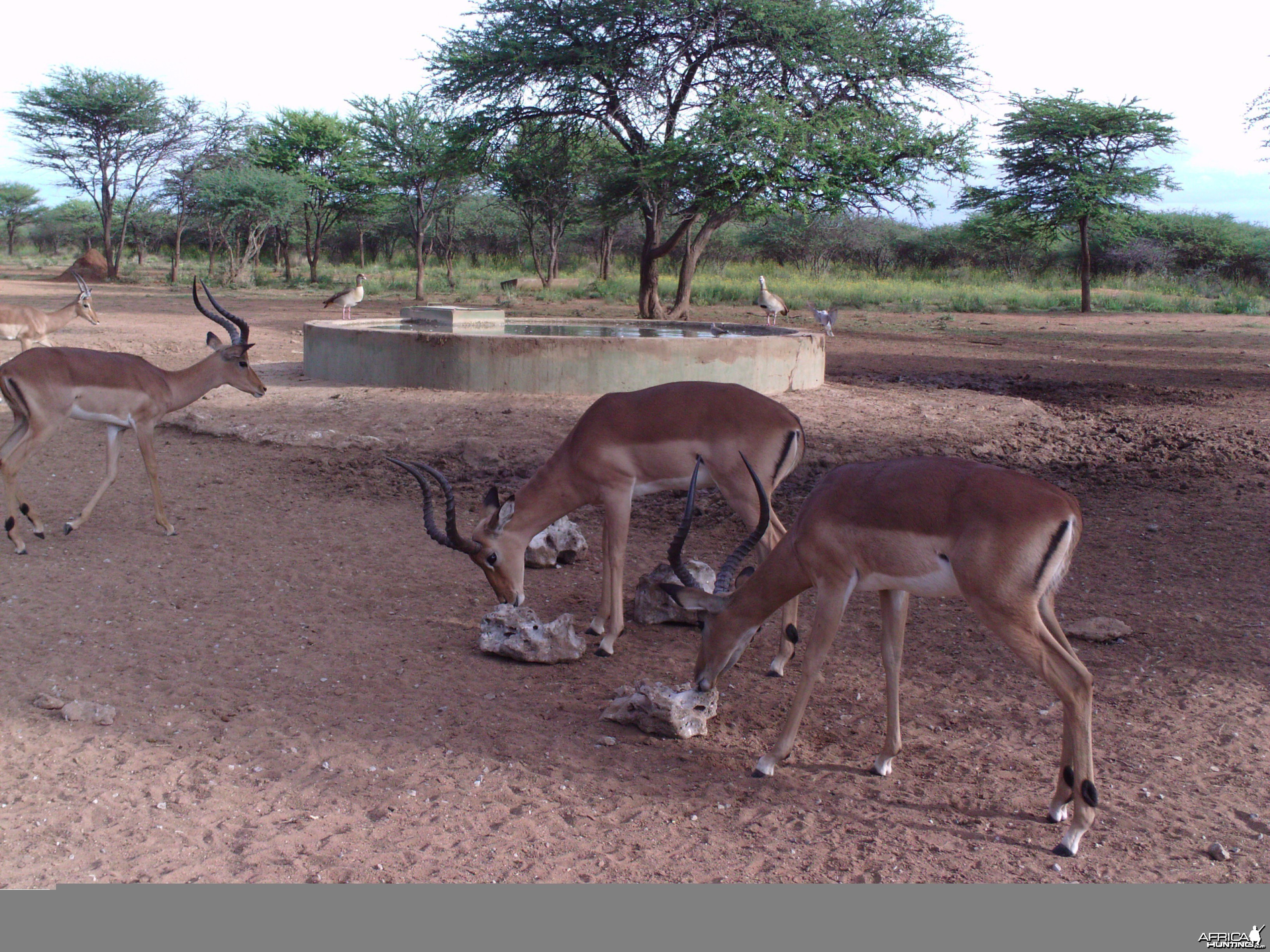 Trail Camera Namibia