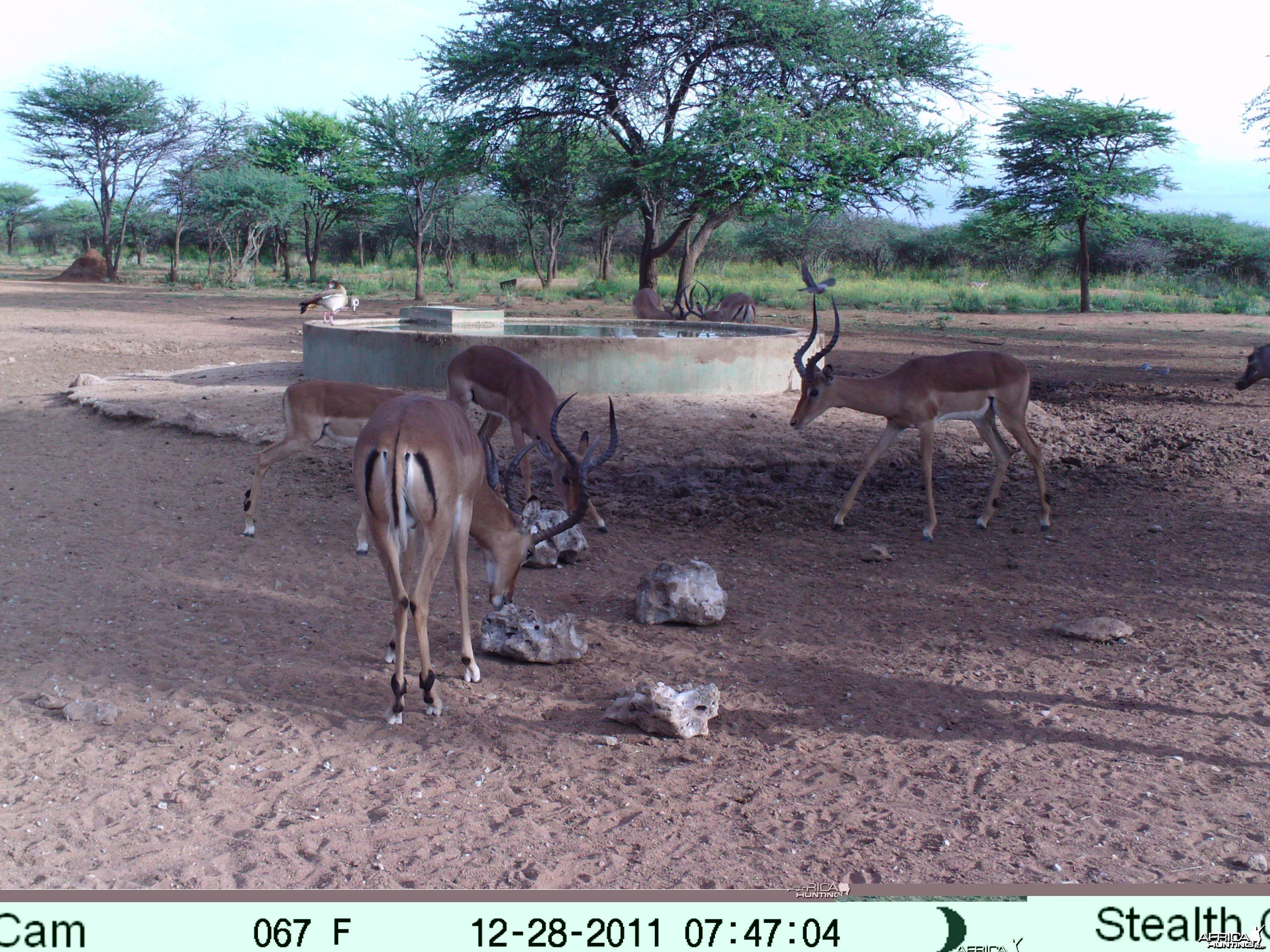 Trail Camera Namibia