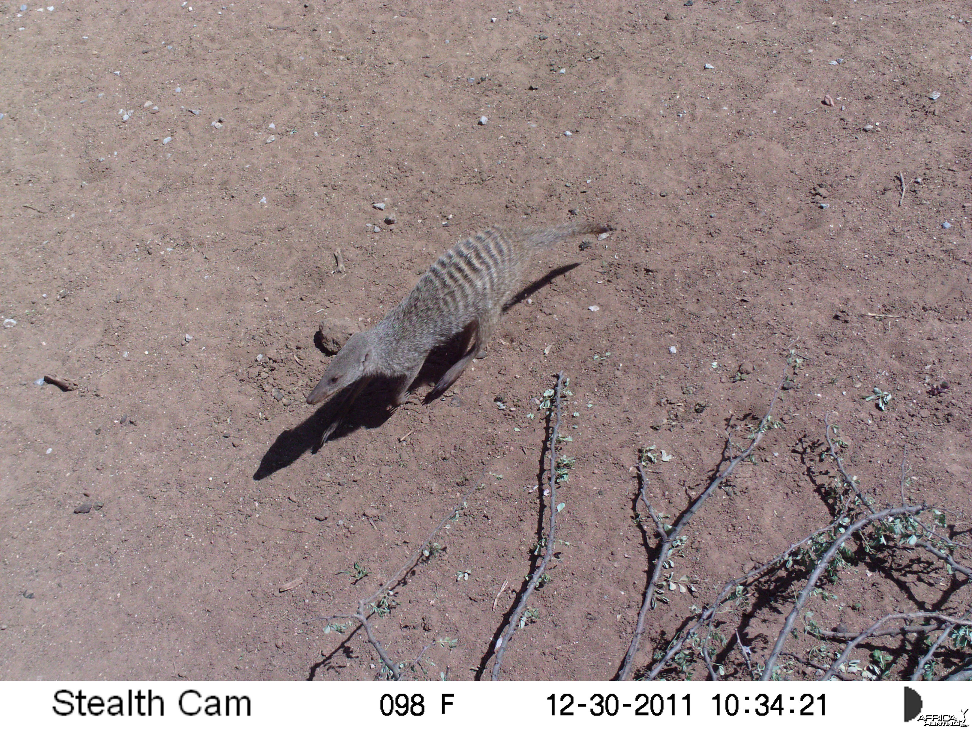 Banded Mongoose Trail Camera Namibia