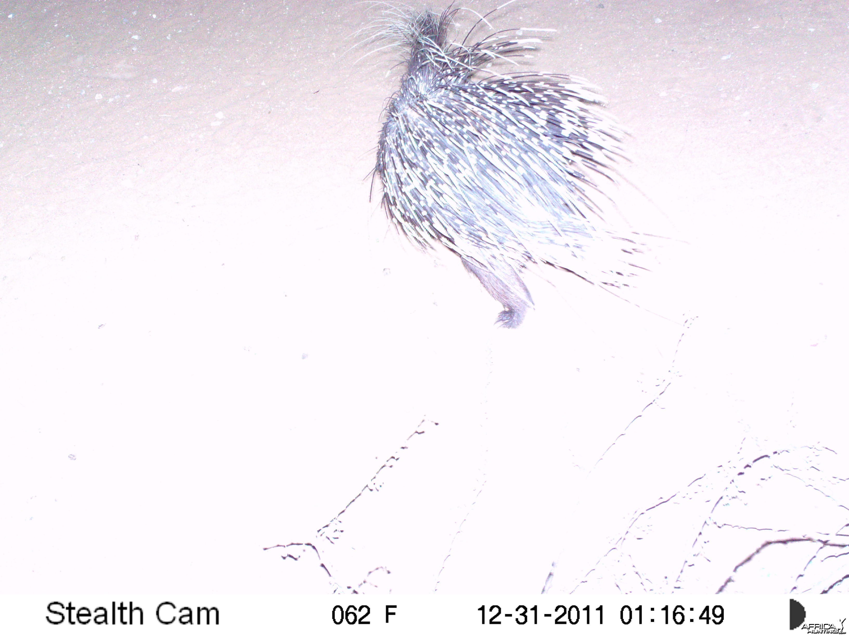 Porcupine Trail Camera Namibia