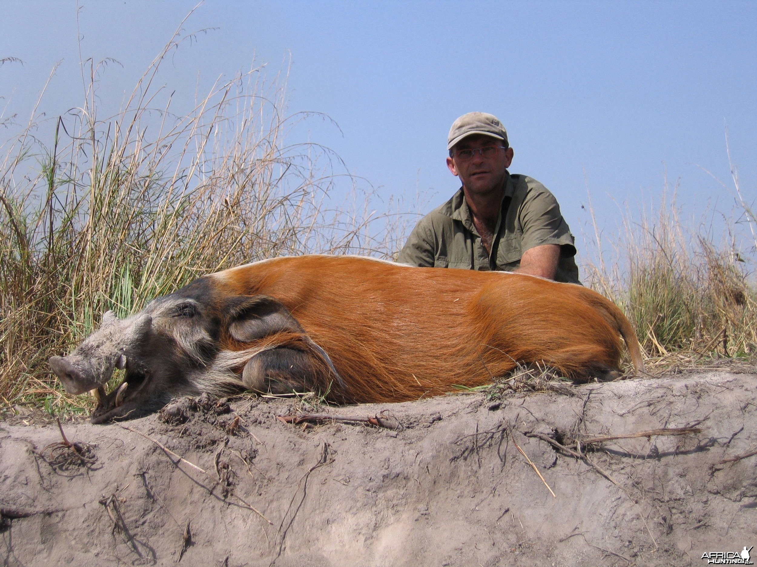 Red river hog hunting in CAR