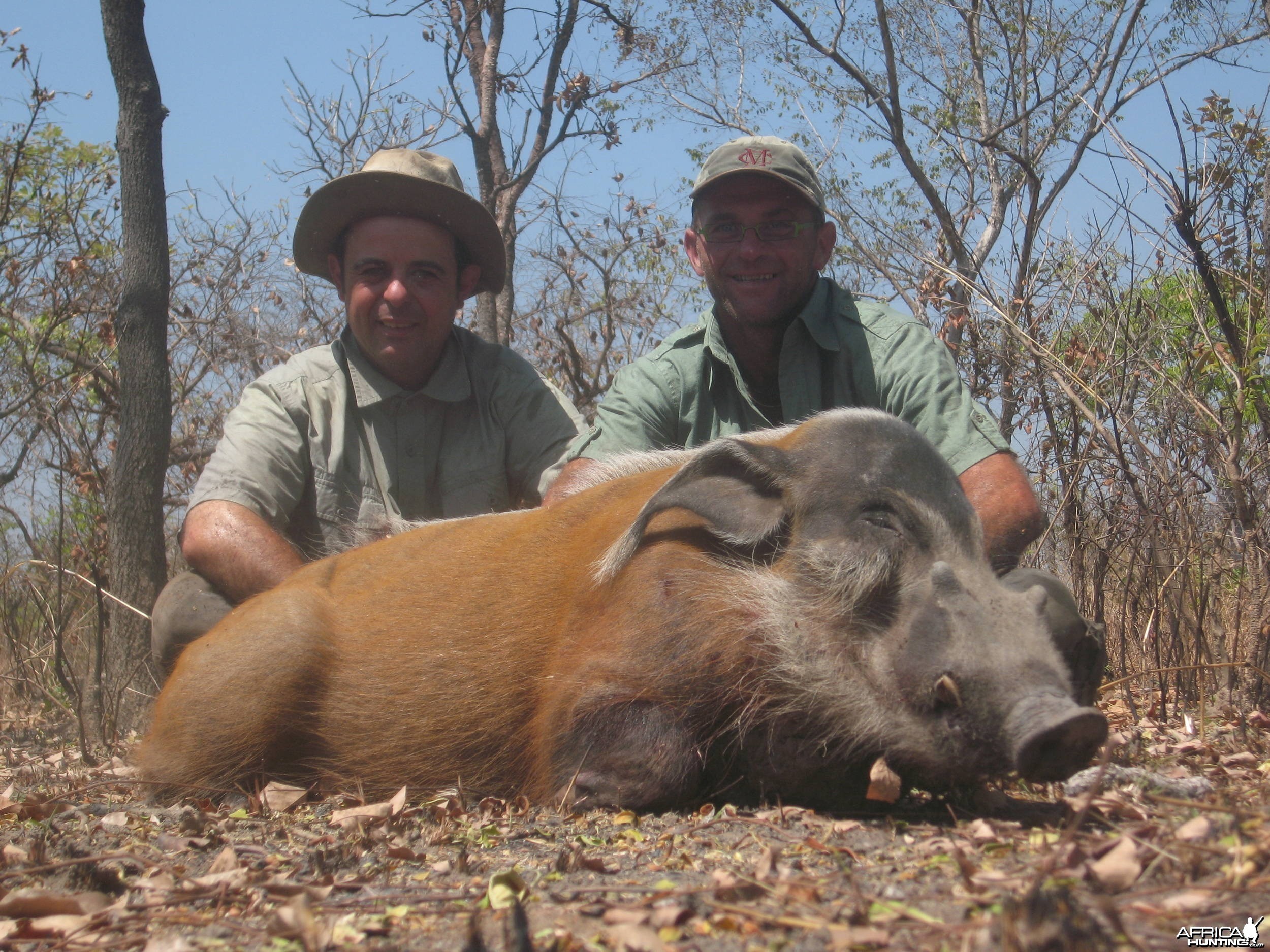 Red river hog hunting in CAR