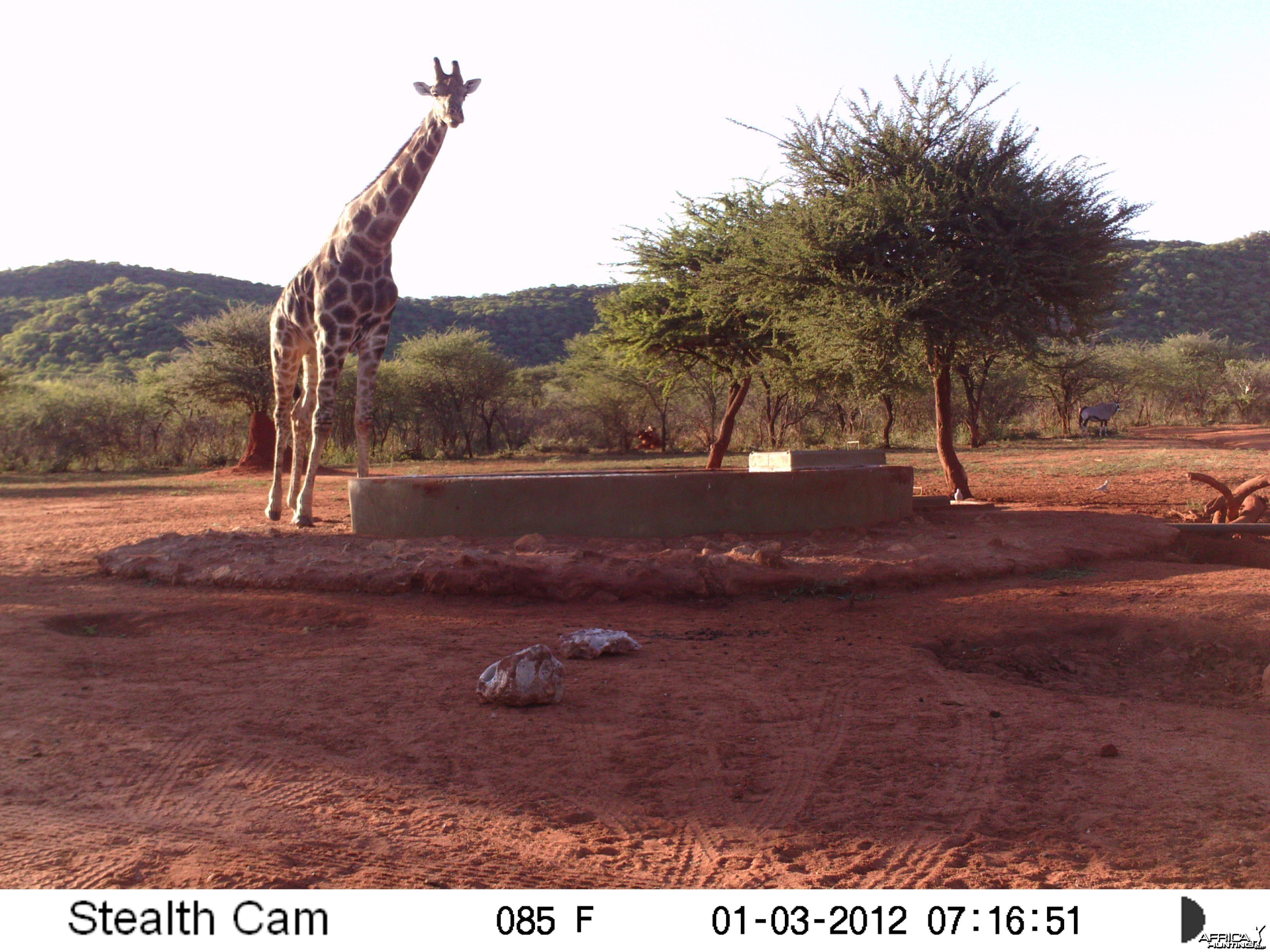 Trail Camera Namibia